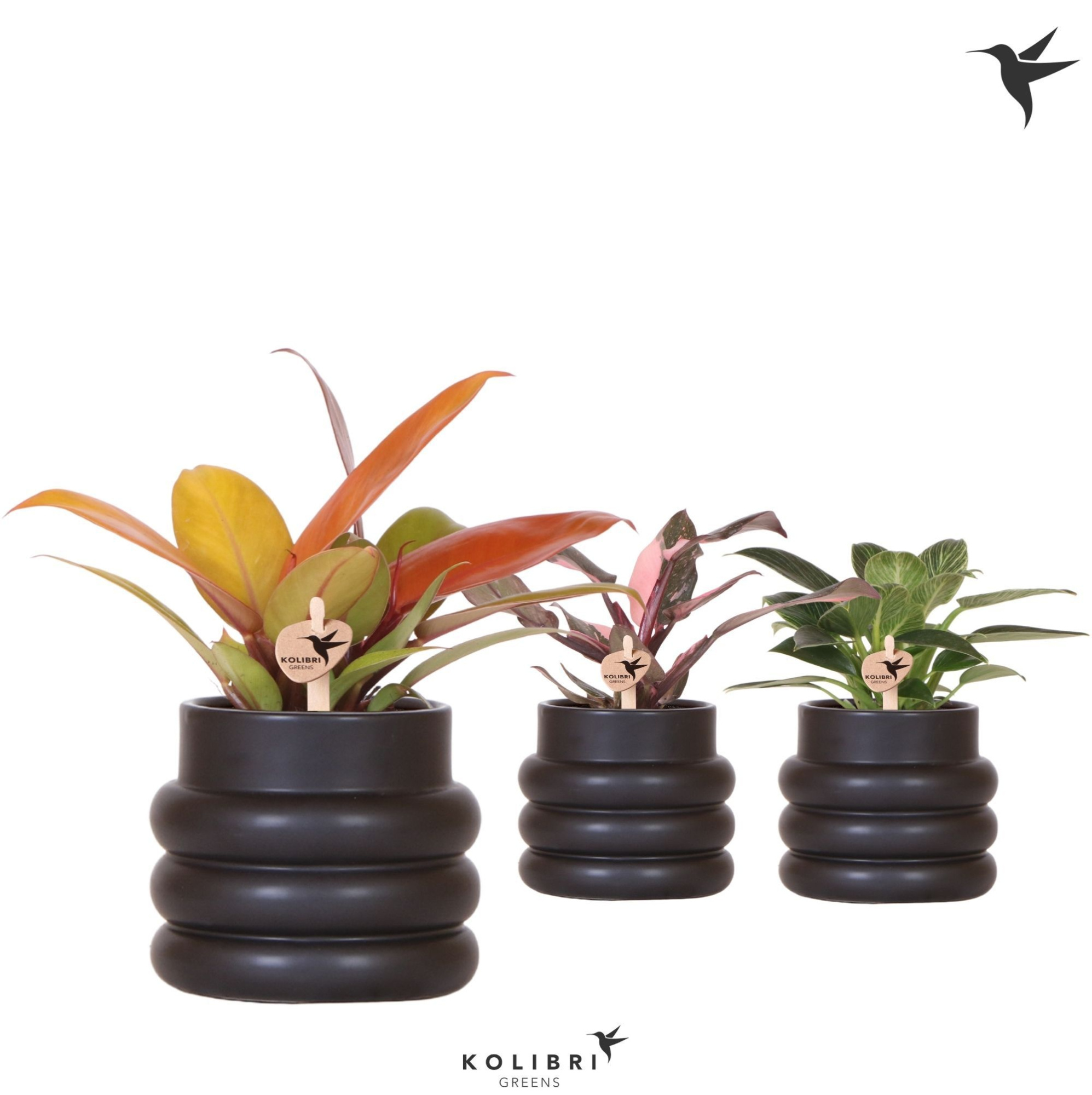 Kolibri Greens Philodendron mix in Bubble pot black, D 9 cm
