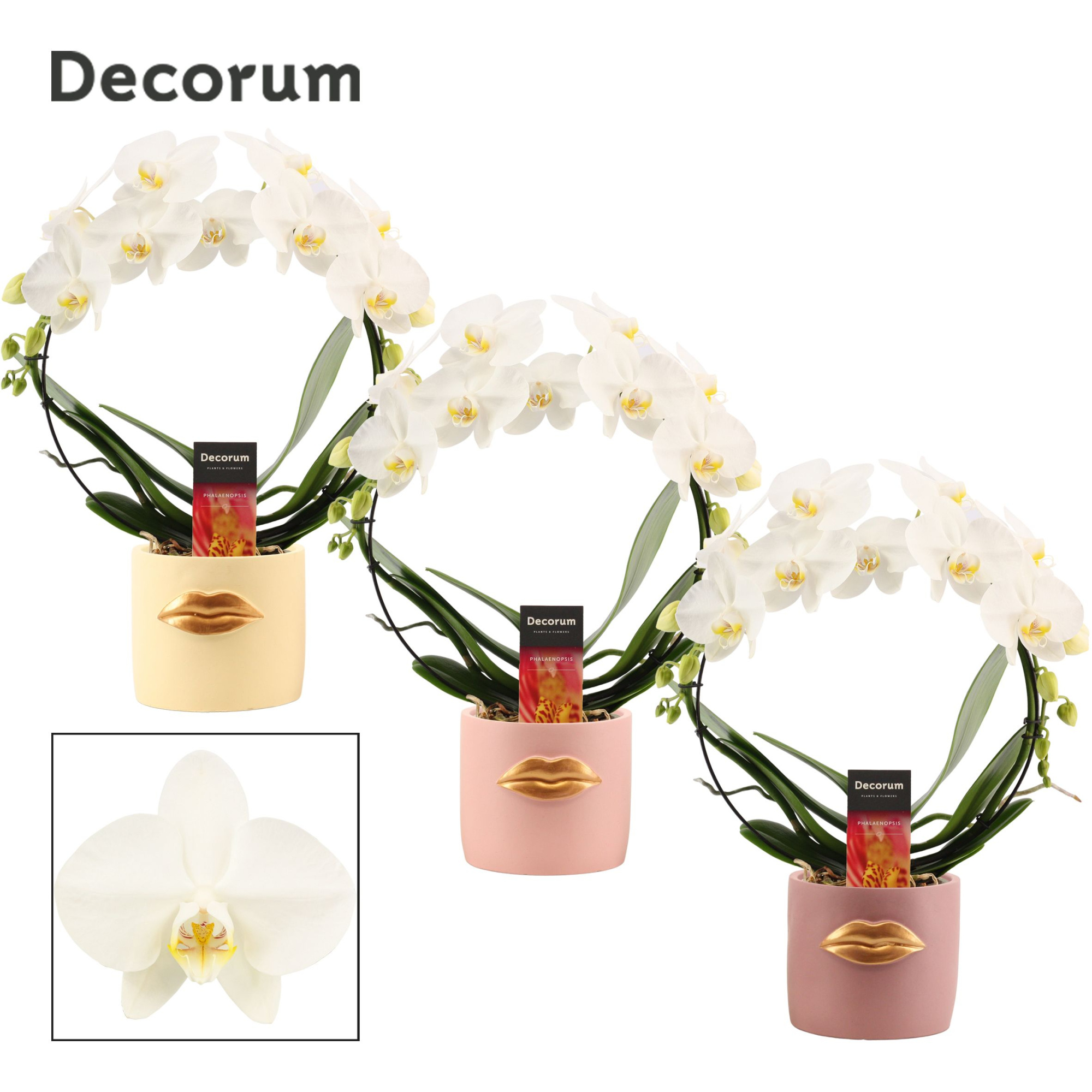 Phalaenopsis boog wit in Lovely (Luxury World-collection), D 12 cm