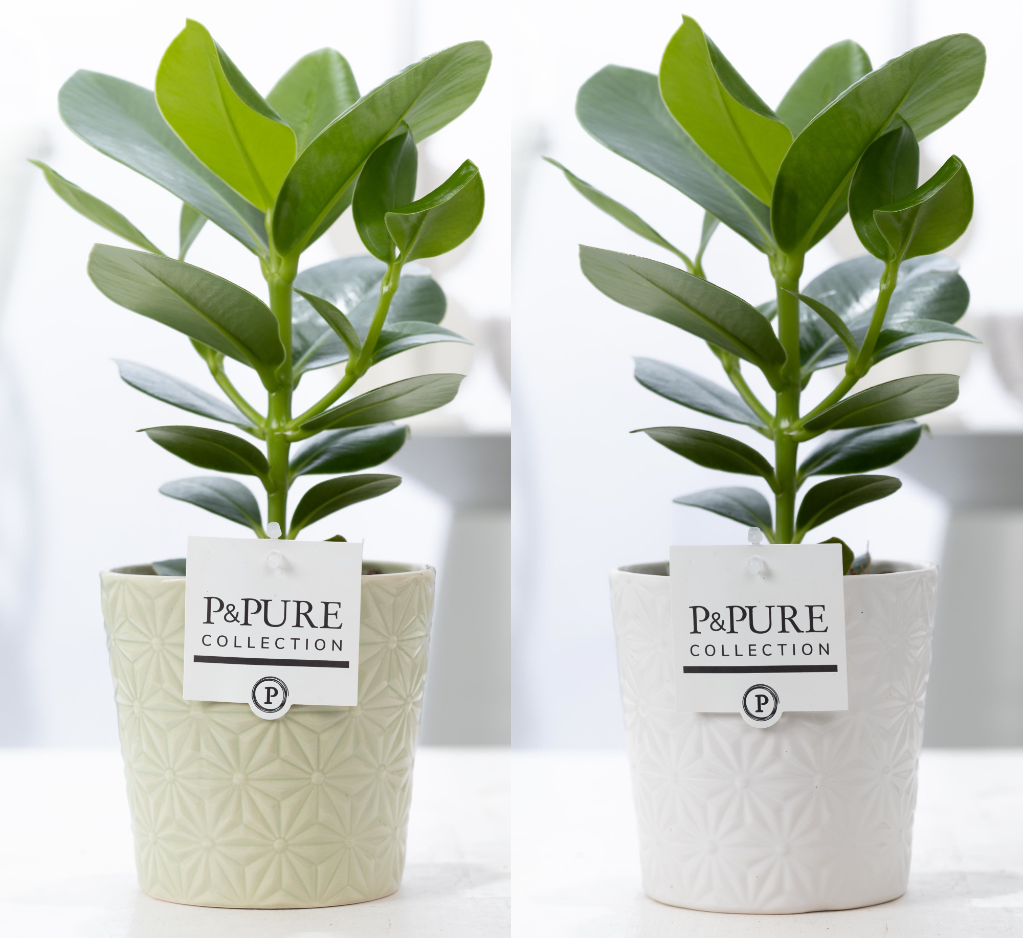 Clusia Rosea Princess in P&PURE Juliette ceramics ass. 3, D 12 cm