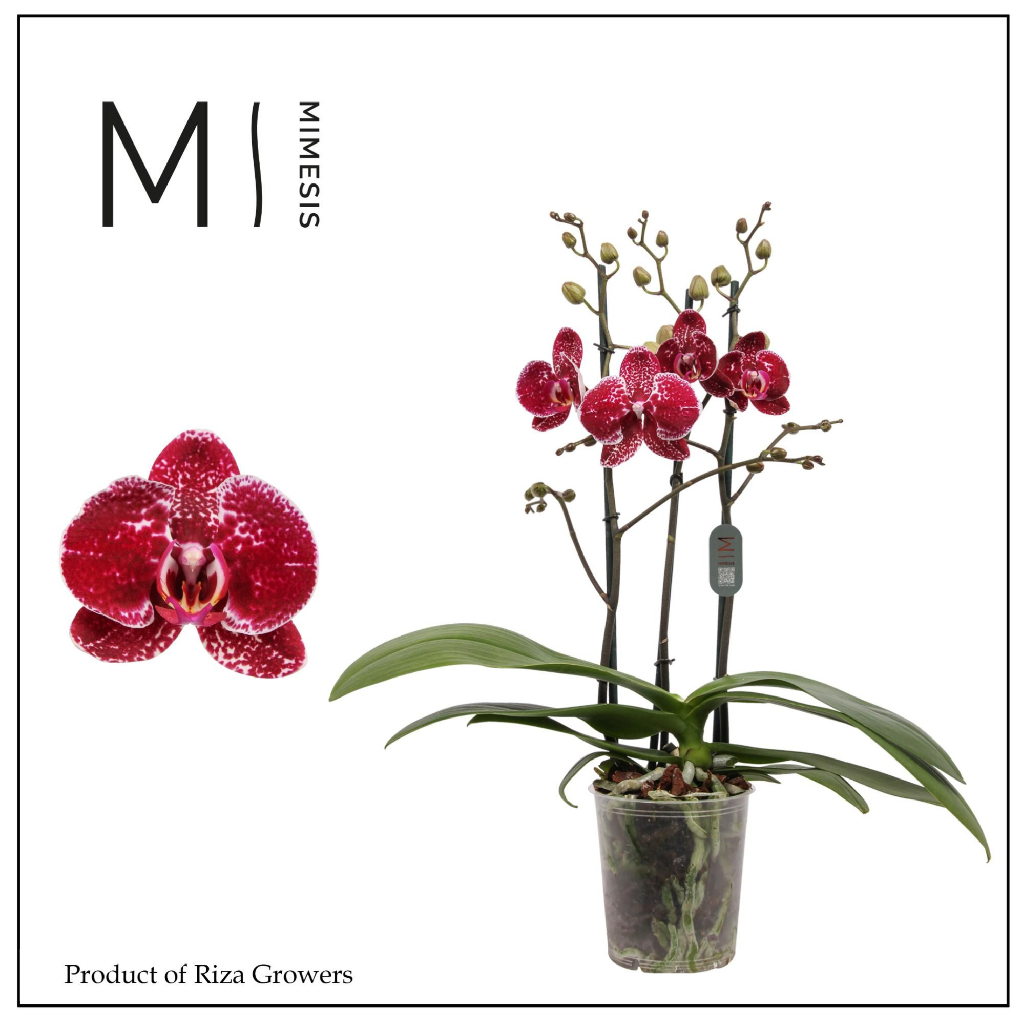 Mimesis Phal. Eduction - 3 spike 12cm, D 12 cm