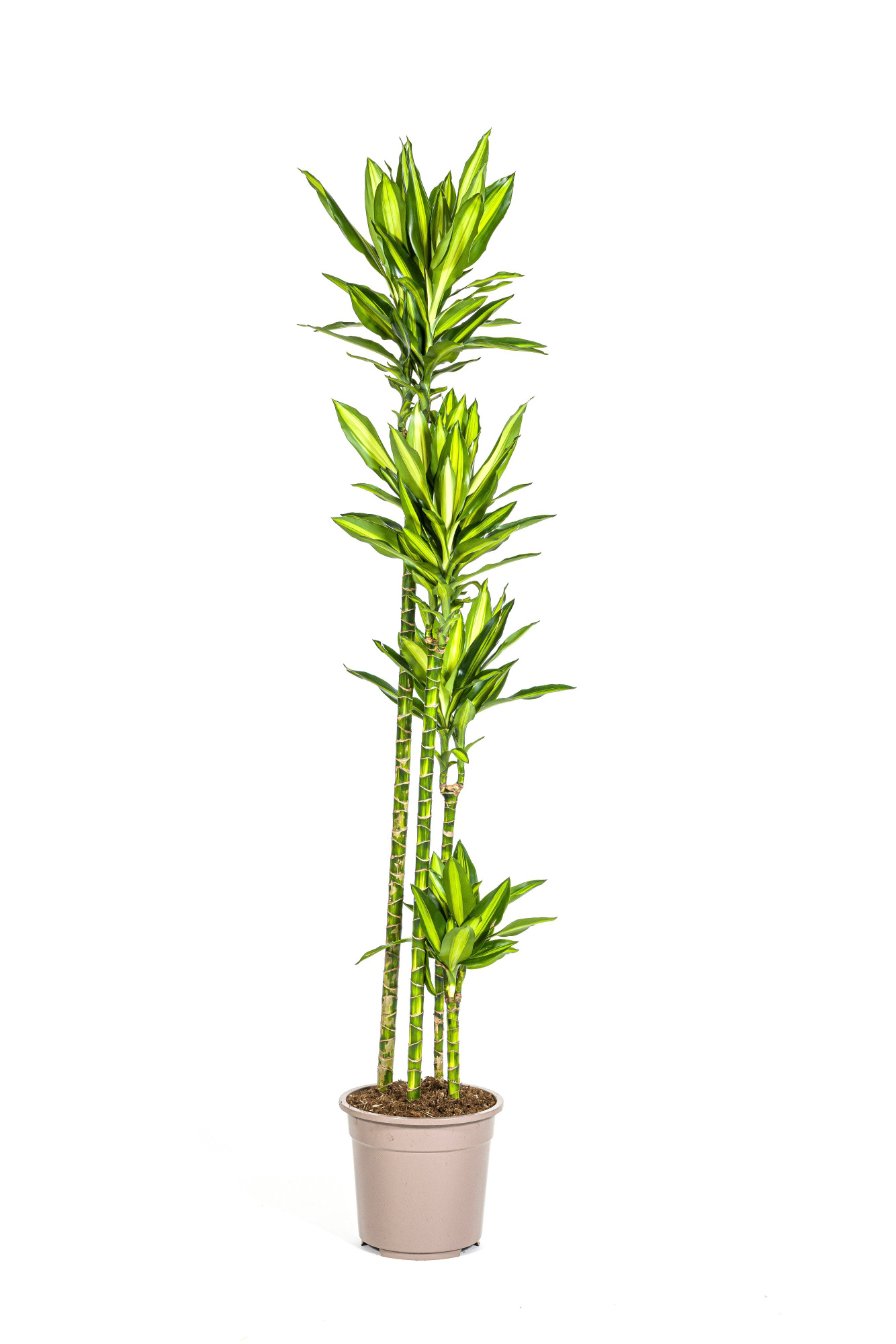 Dracaena fragrans Silindo T27, D 27