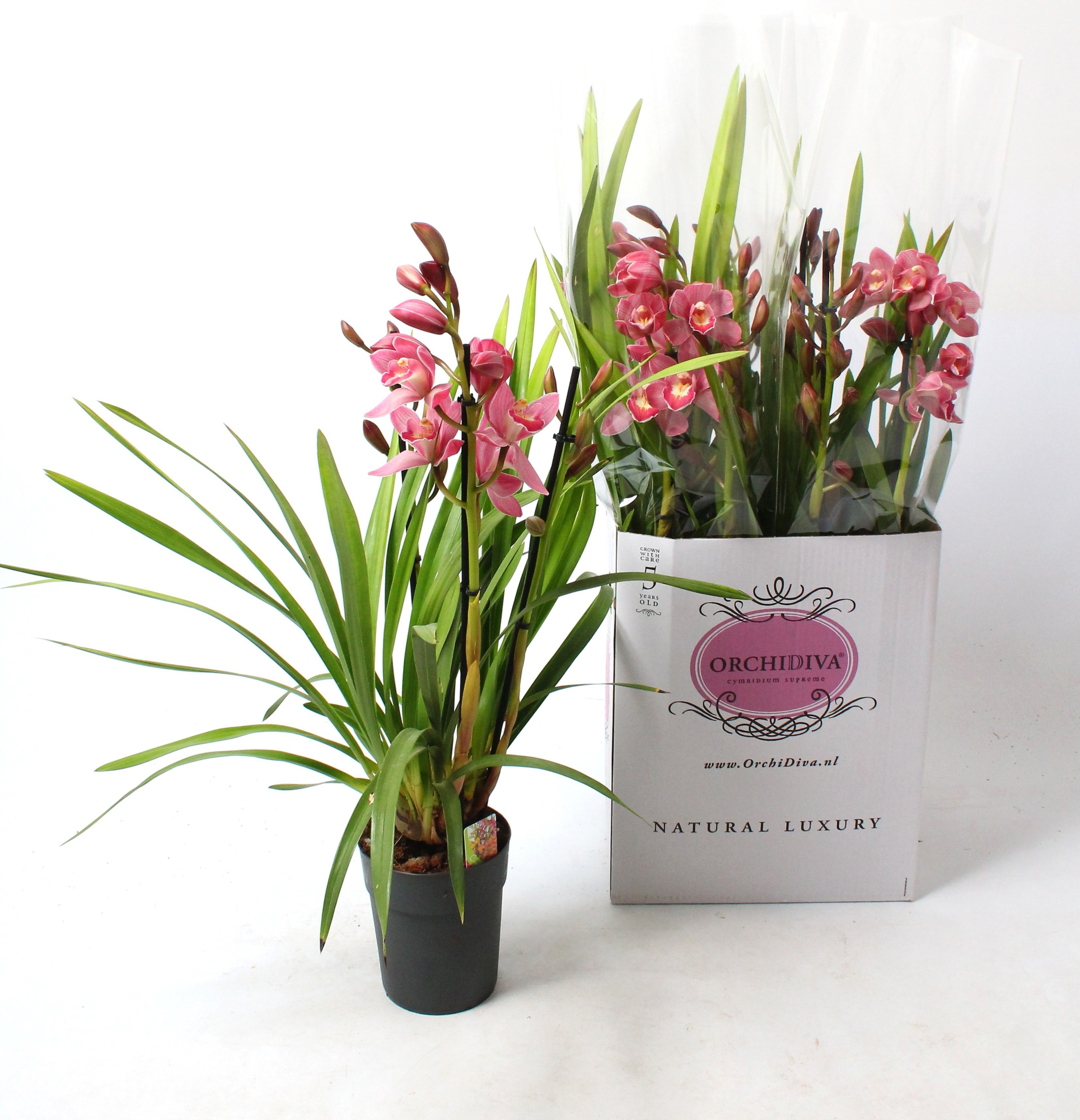 Cymbidium licht roze 3-4 tak, D 14 cm