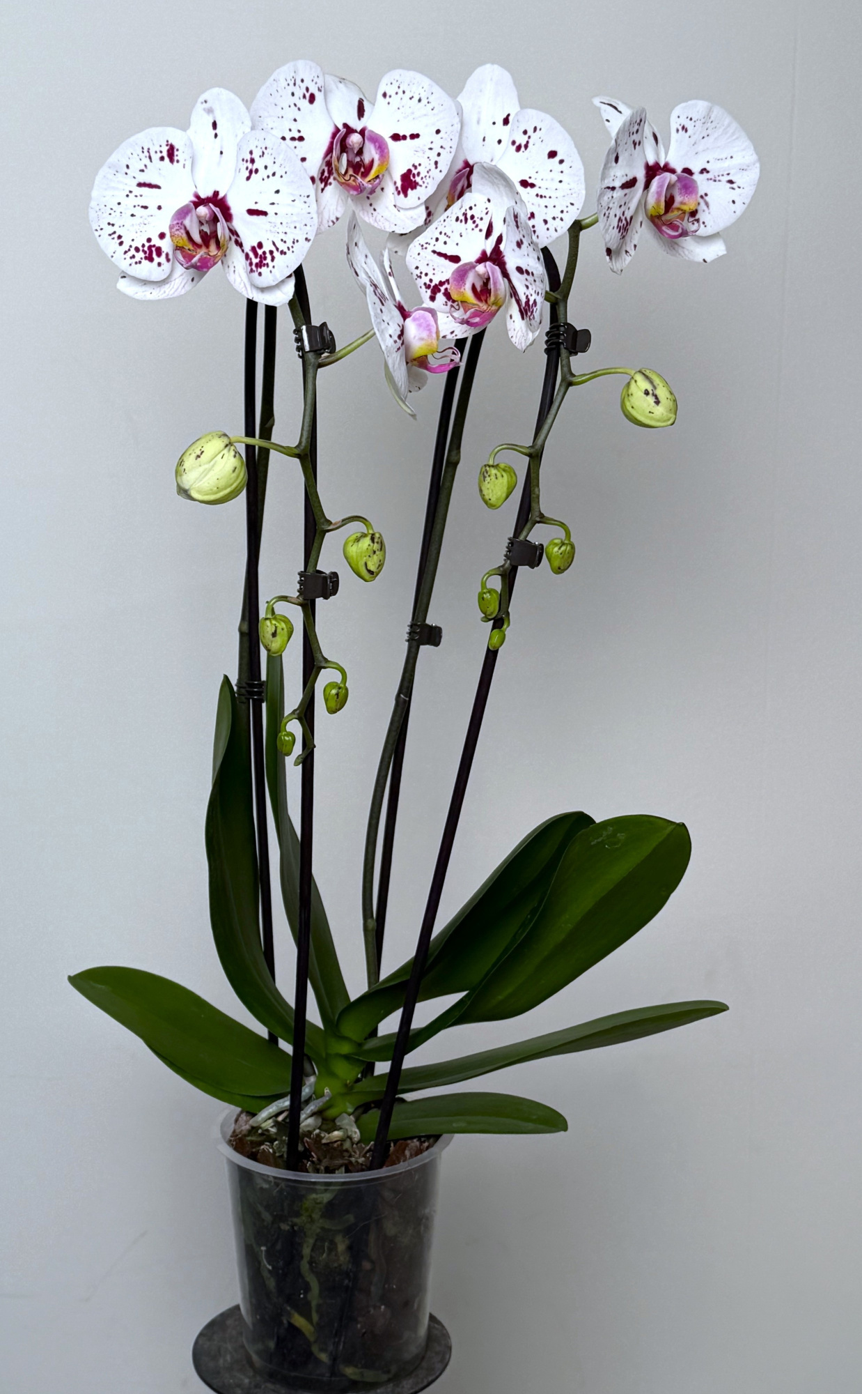 Alurion 2 Tak Cascade, D 12 cm