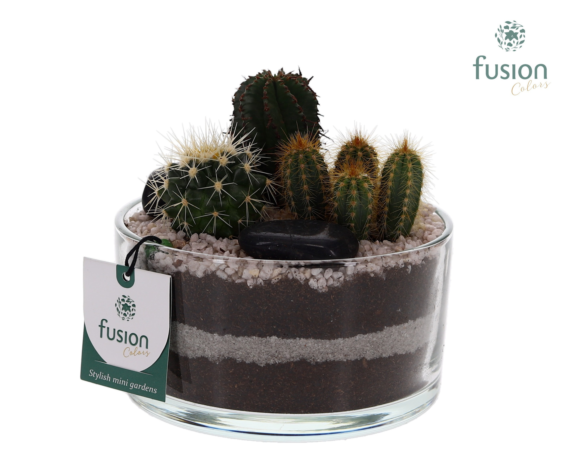 Glazen cilinderschaal met Cactussen en buddha, D 15