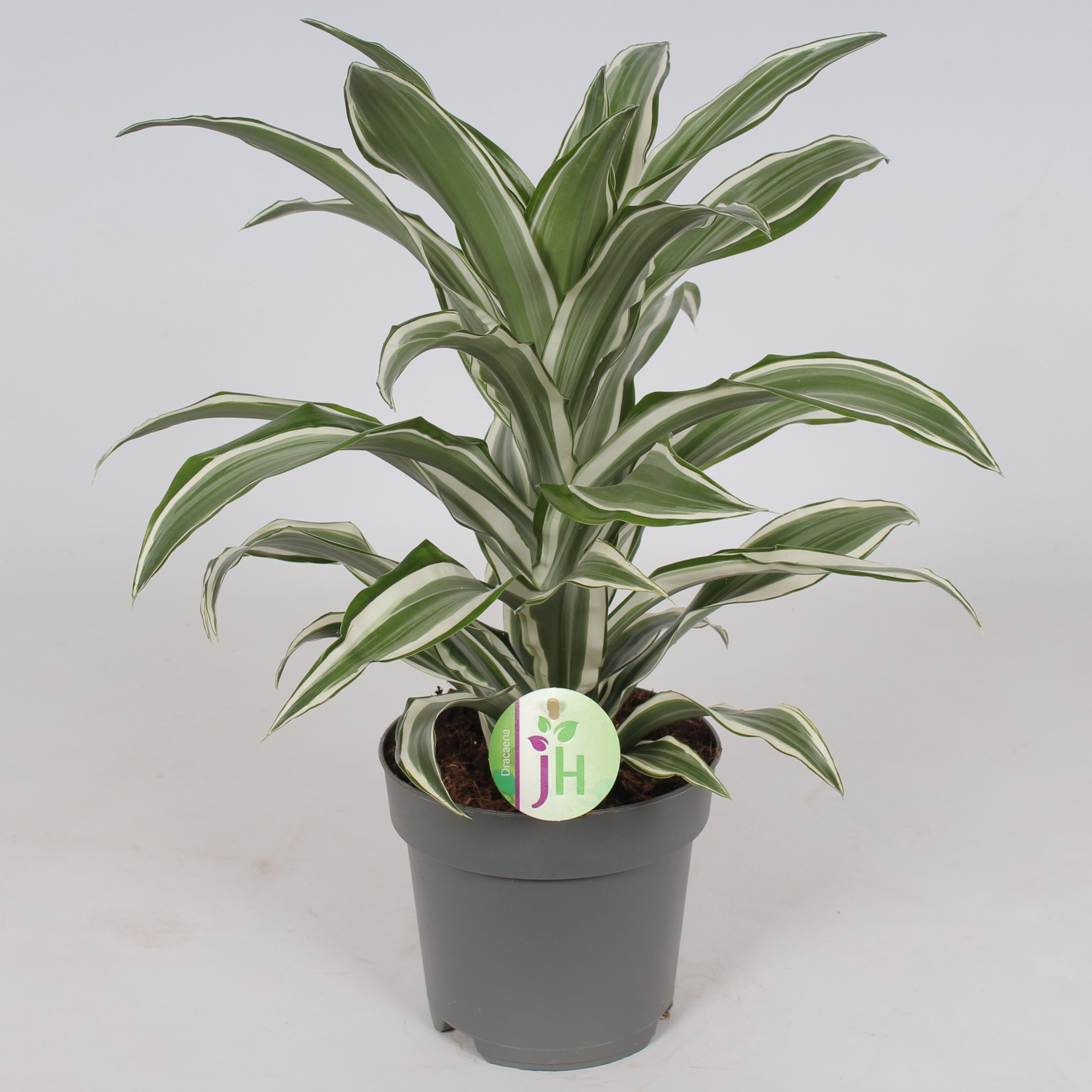 Dracaena 'White Jewel', D 17