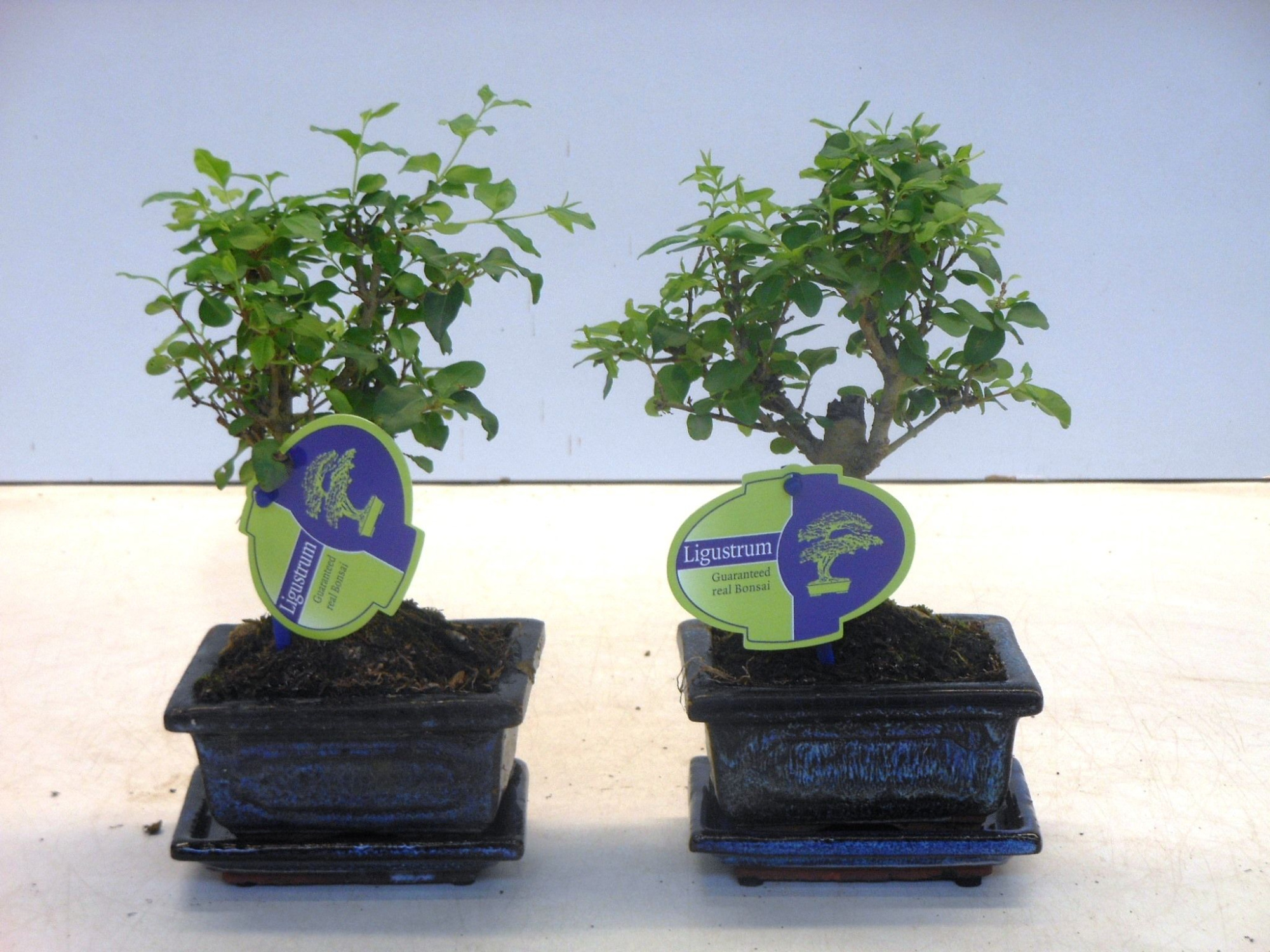 Ligustrum sinensis, 12cm., broom, with drip tray, D 12