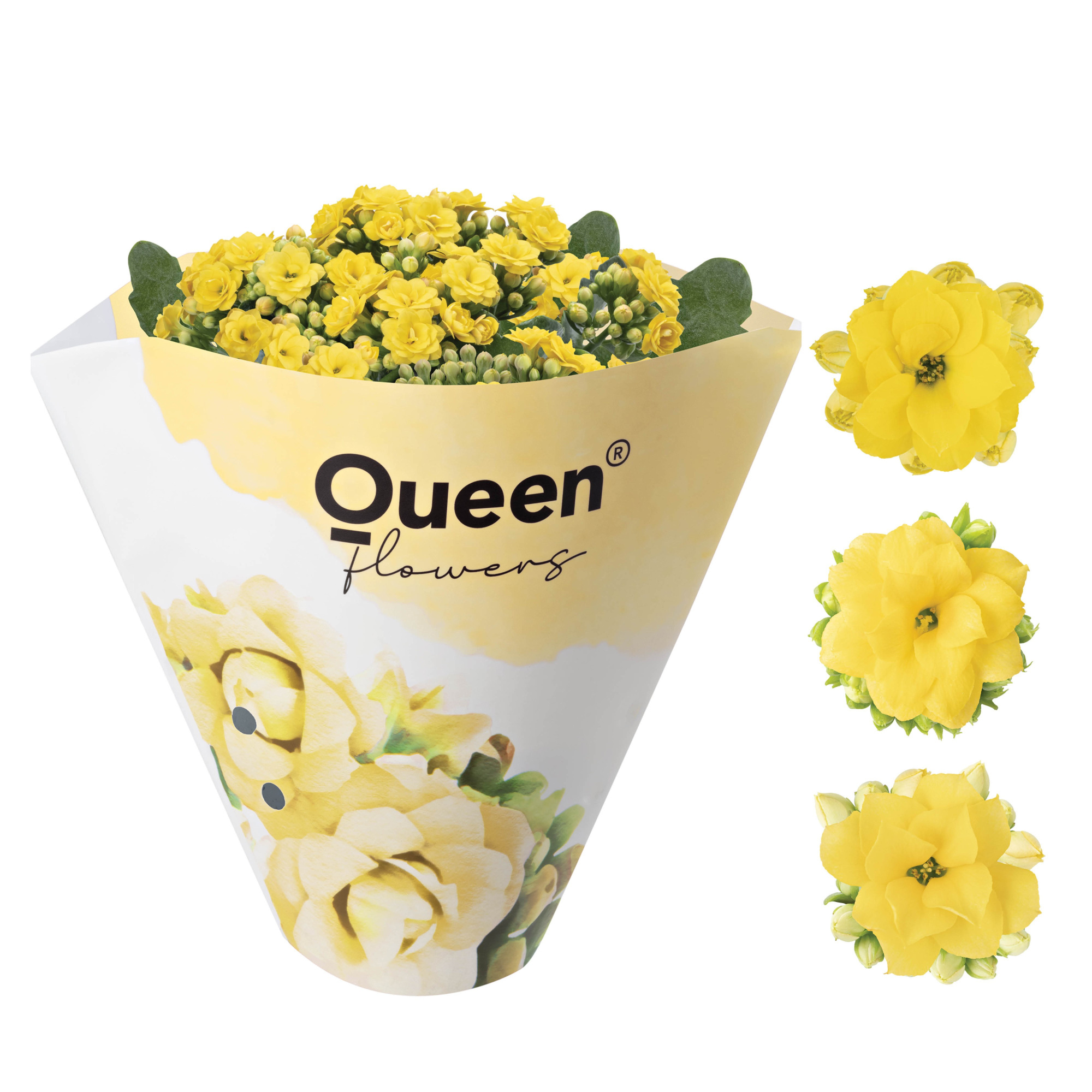 KALANCHOE ARTS-HYBRID 'YELLOW ROSE FLOWER', D 11 cm