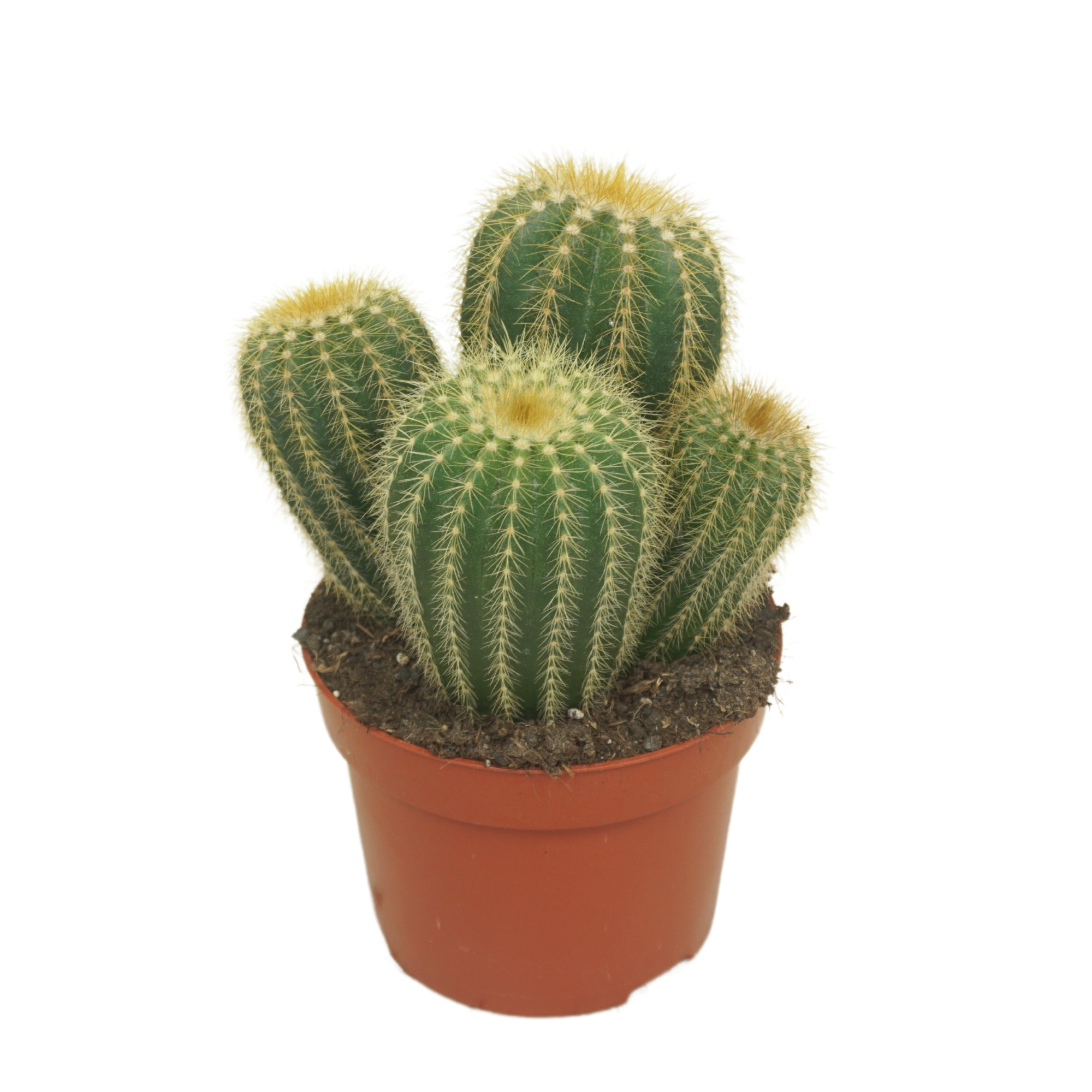 Eriocactus warasii 12 cm, D 12 cm