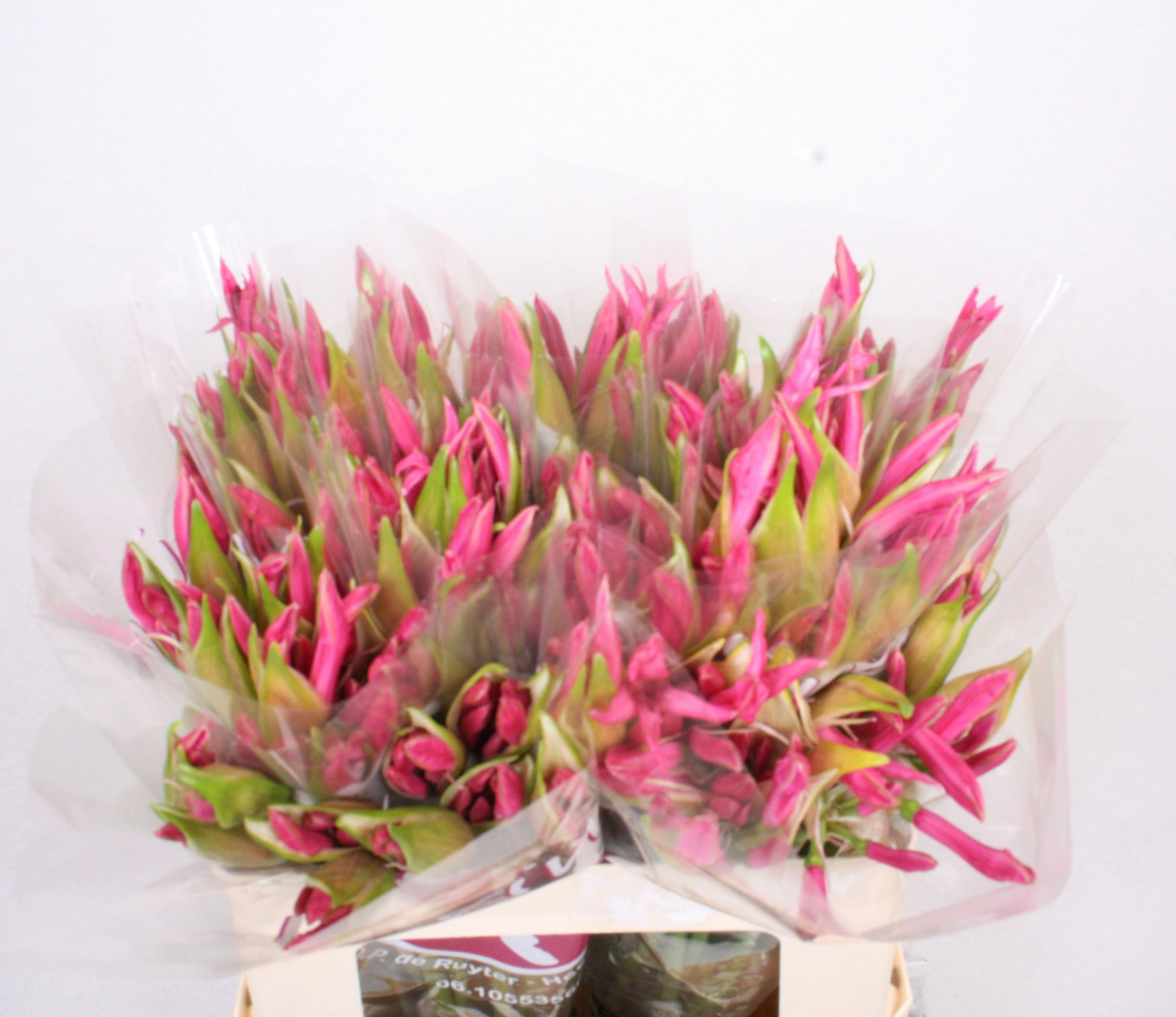 Нерине Рас Ван Рун 50, шт.