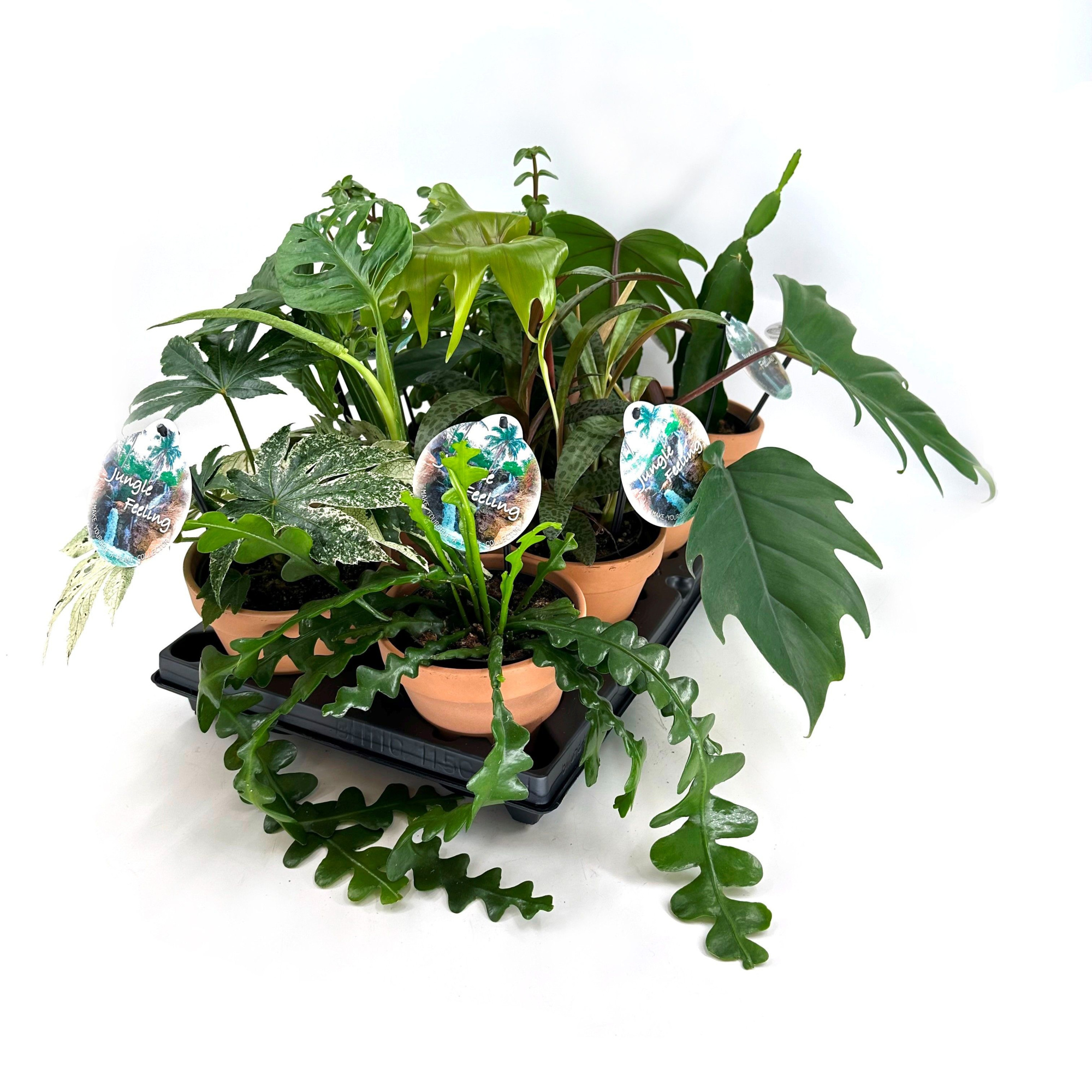 Jungle Mix - w/claypot, D 13 cm