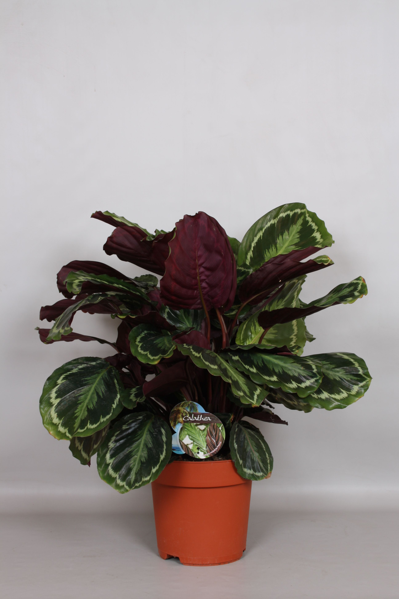 Calathea Medaillon - Green4life, D 24 cm