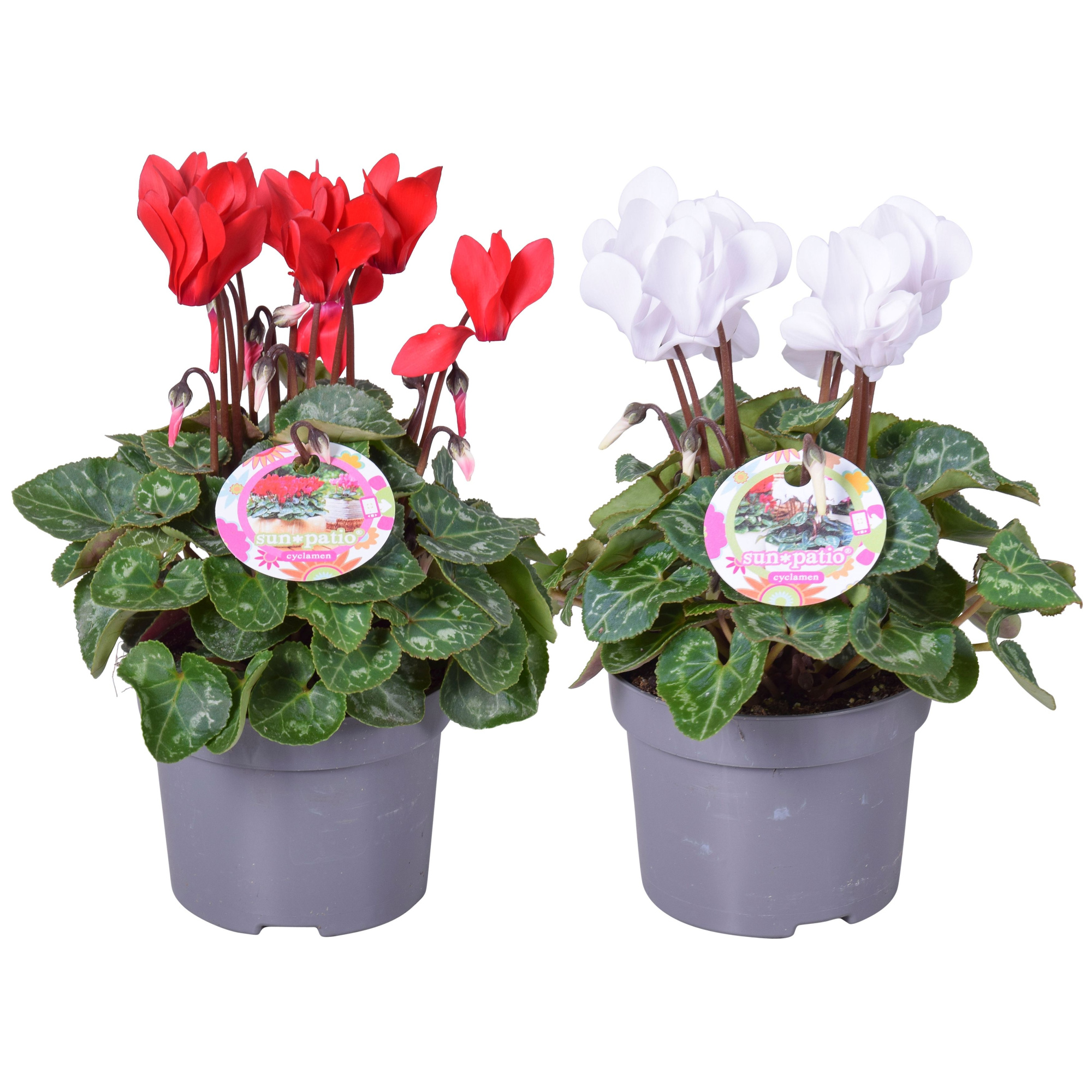 Cycl patio rood+wit + H.etiket, D 10,5