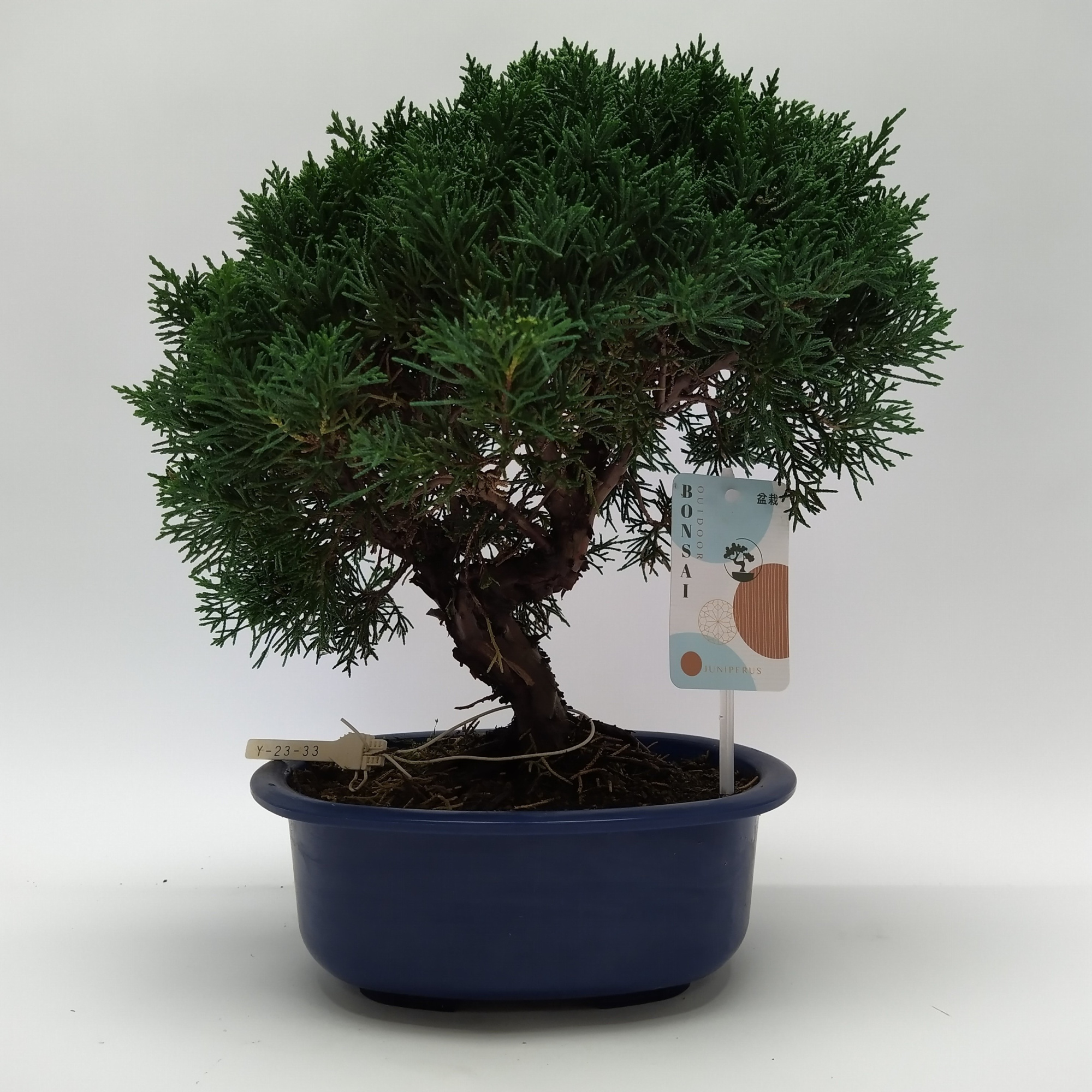 Juniperus Kishu Bonsai 21 cm (herkomst: Japan), D 21