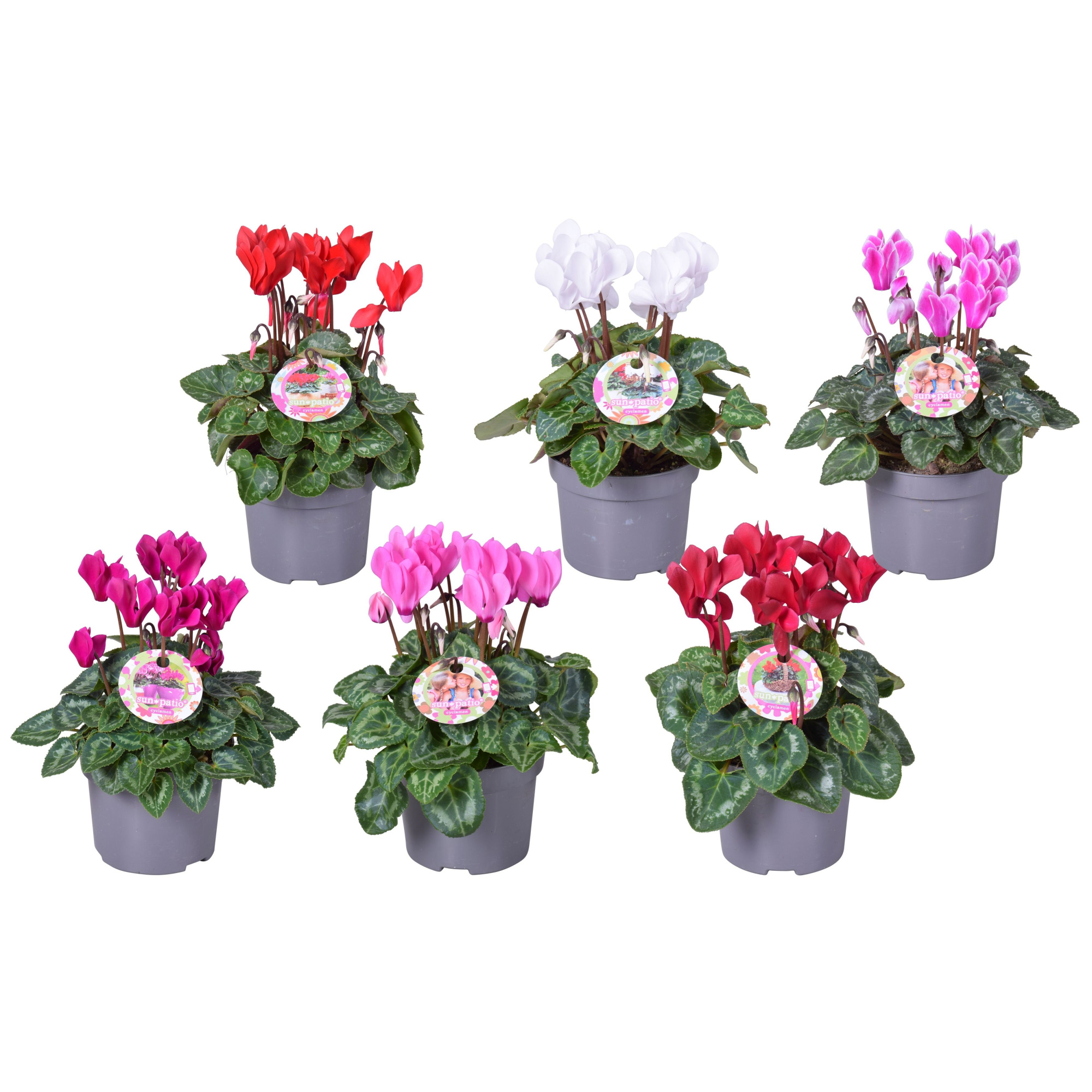 Cycl patio mixKAR op kleur + H.etiket, D 10,5