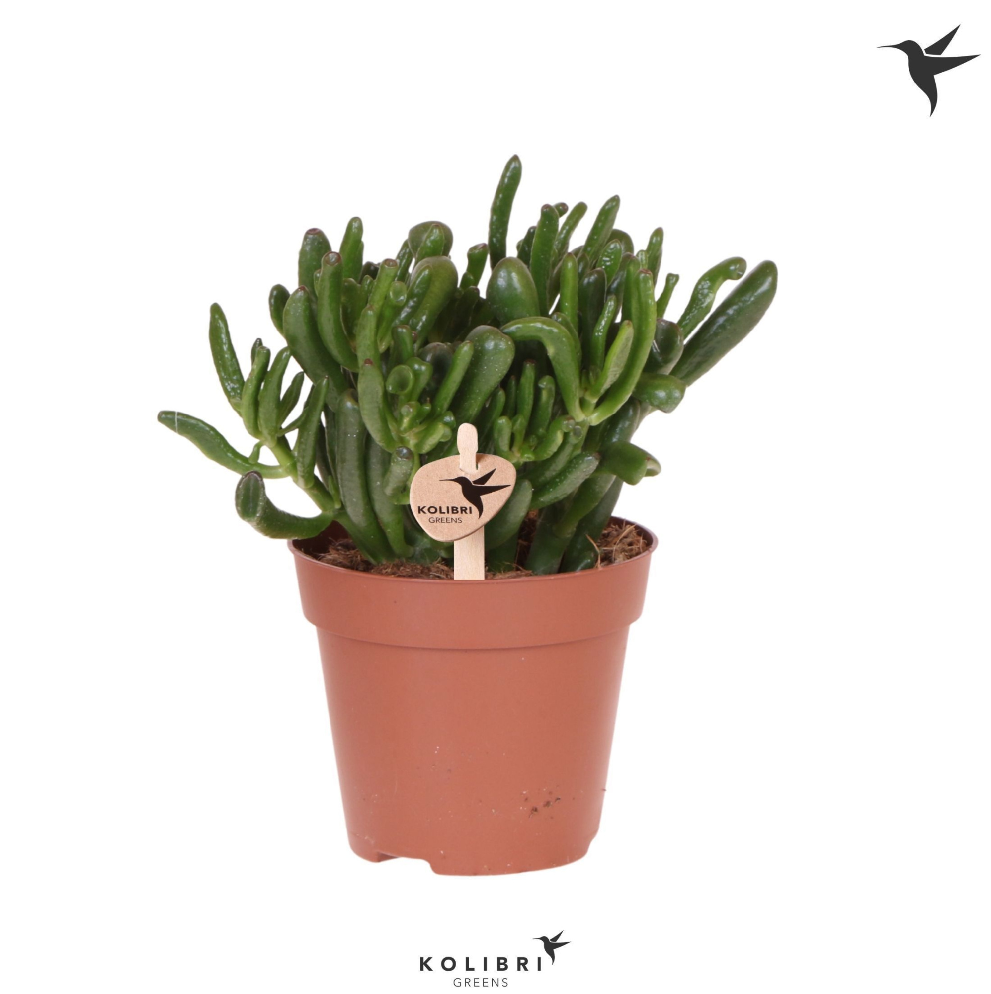 Kolibri Greens Succulenten Crassula Hobbit, D 12