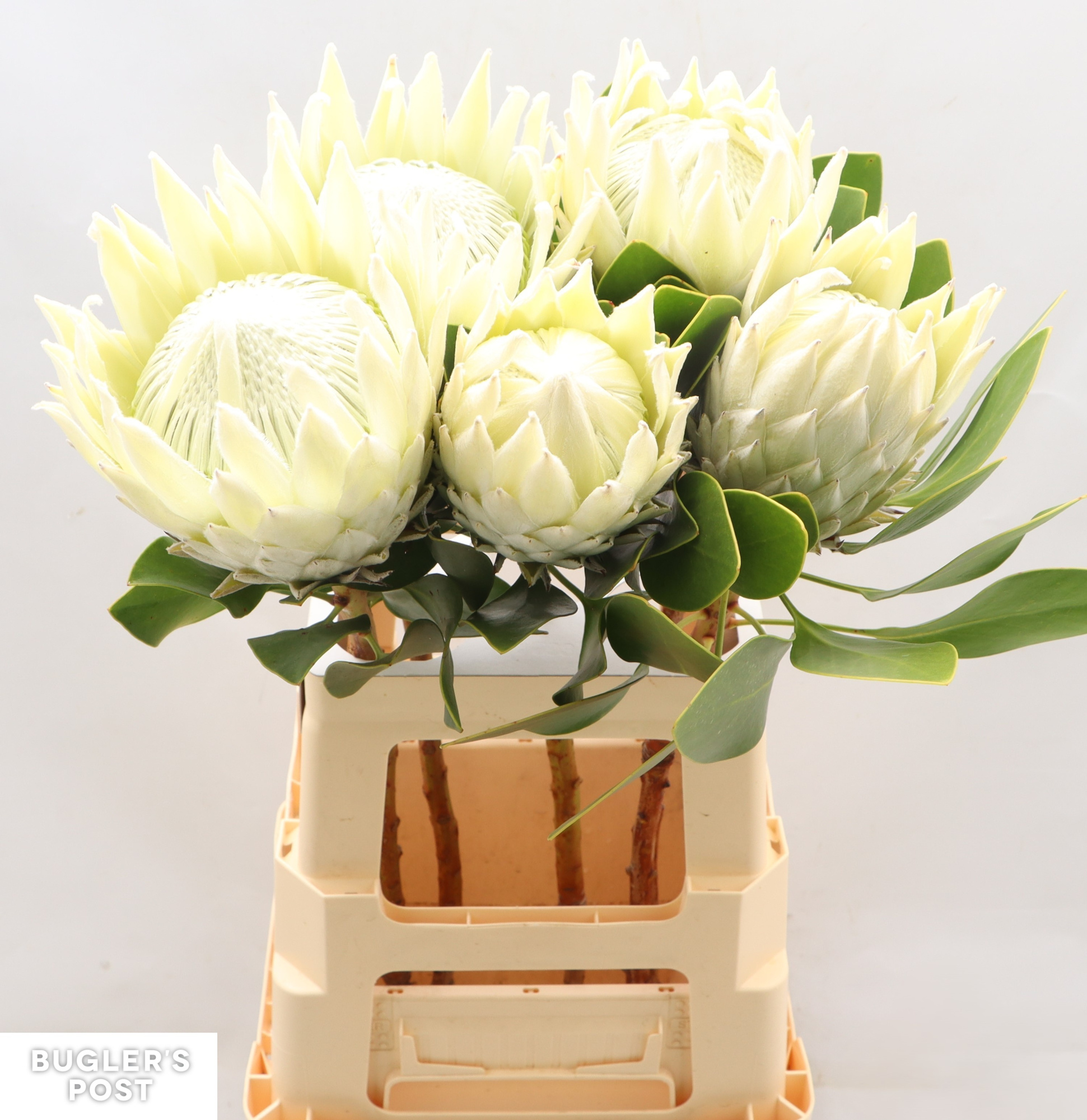 Протея Айова Арктик Айс 70, шт.