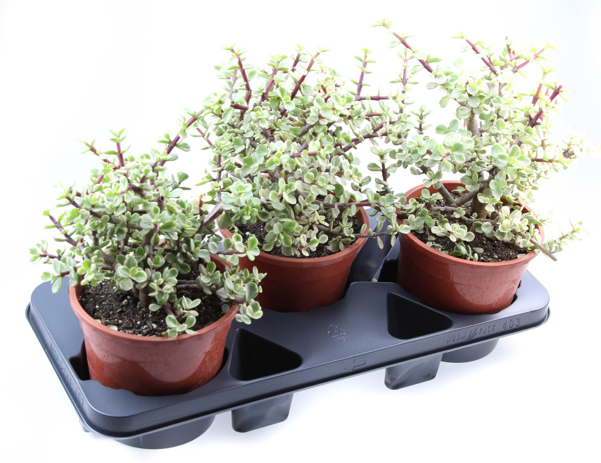 Portulacaria afra variegata, D 17