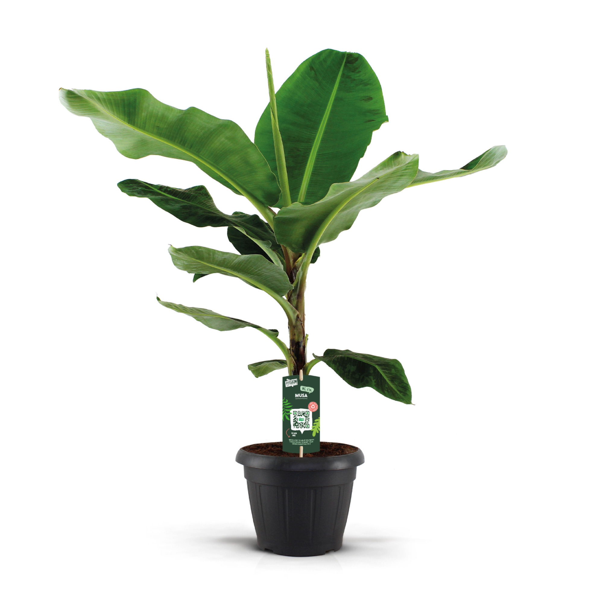 Musa Dwarf Cavendish decopot, D 35