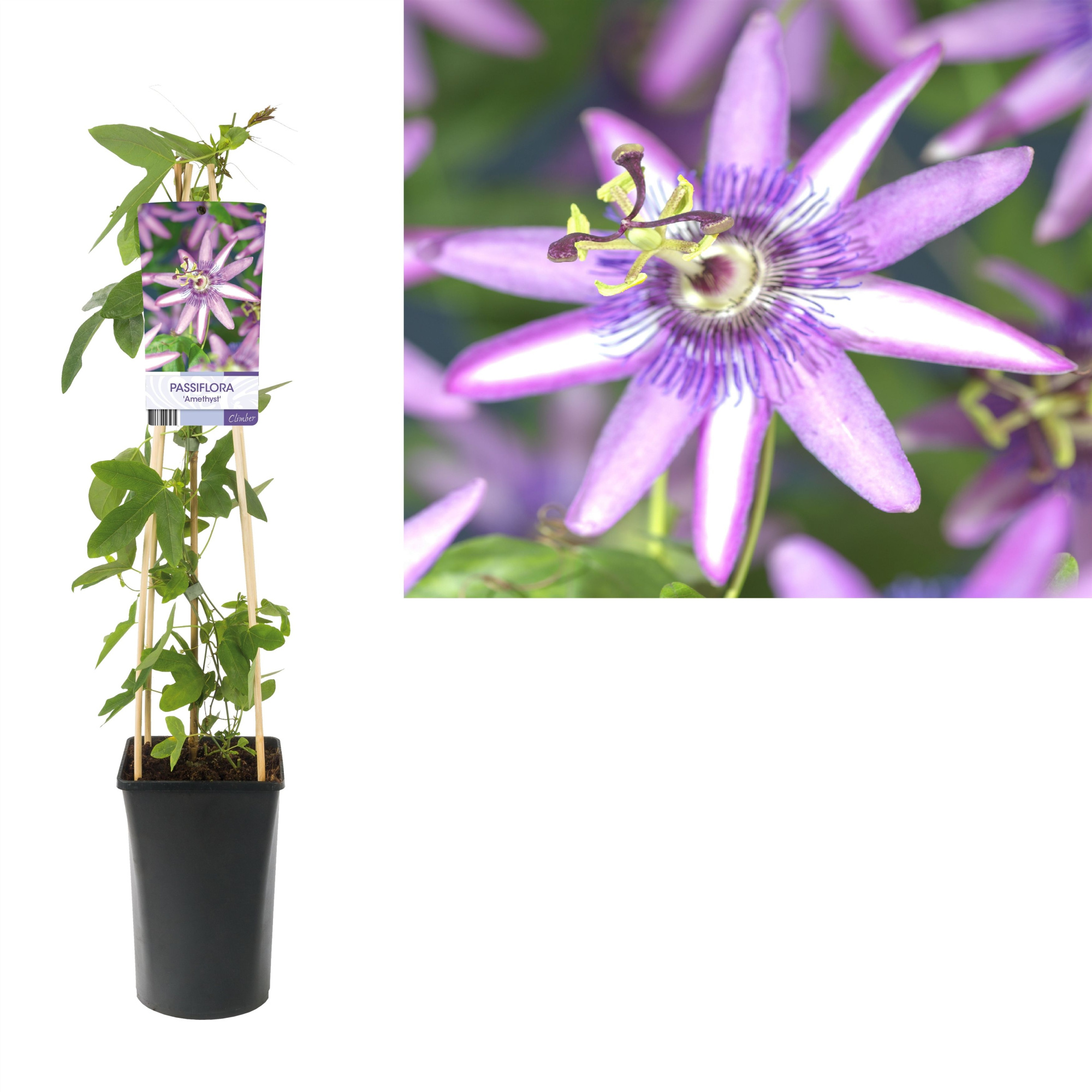 Passiflora 'Amethyst' +light label, D 17 cm