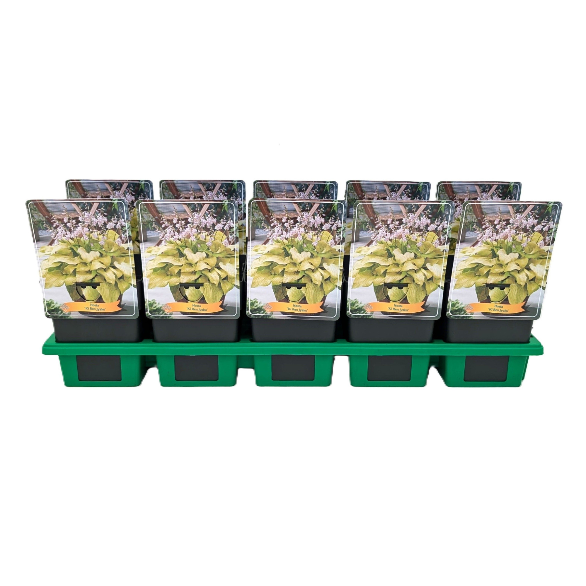 Hosta 'Ki Ren Jyaku' P11, D 11 cm