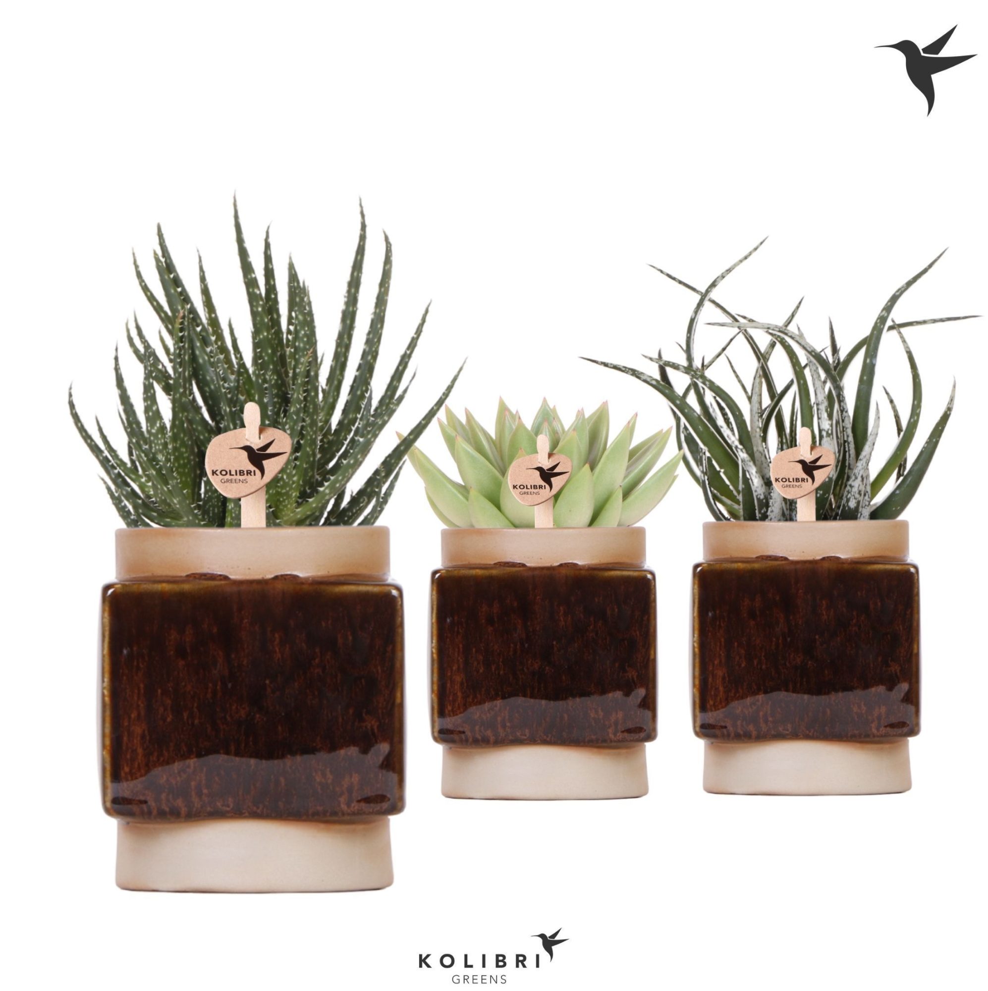 Kolibri Greens Succulenten mix in Classy Cube pot, D 9 cm