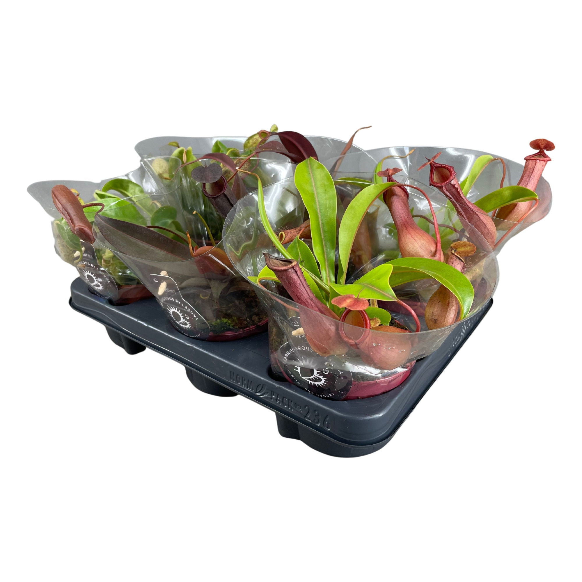 Nepenthes 12 cm mix, D 12 cm