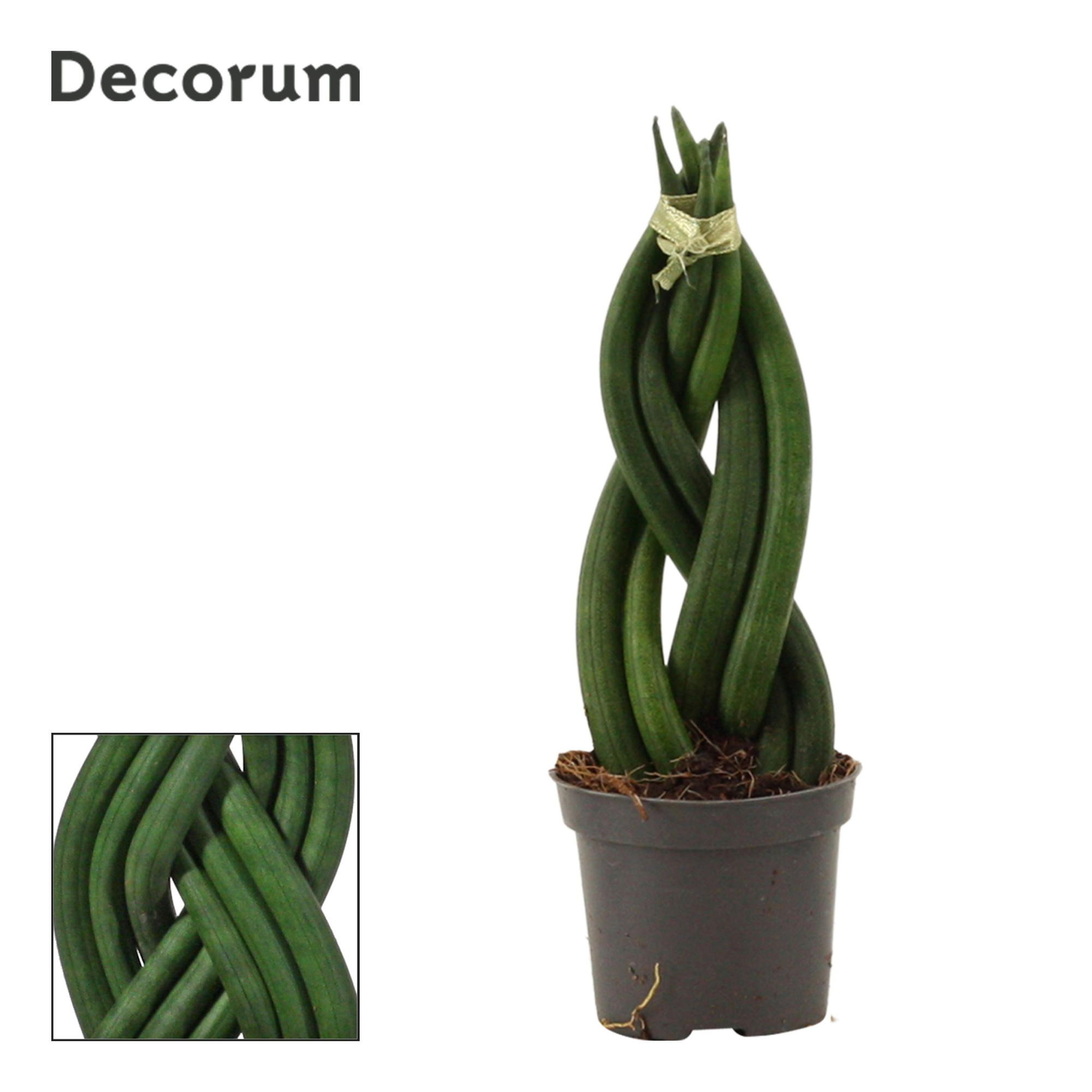 Sansevieria Cylindrica 6 cm Braid (Decorum), D 6 cm