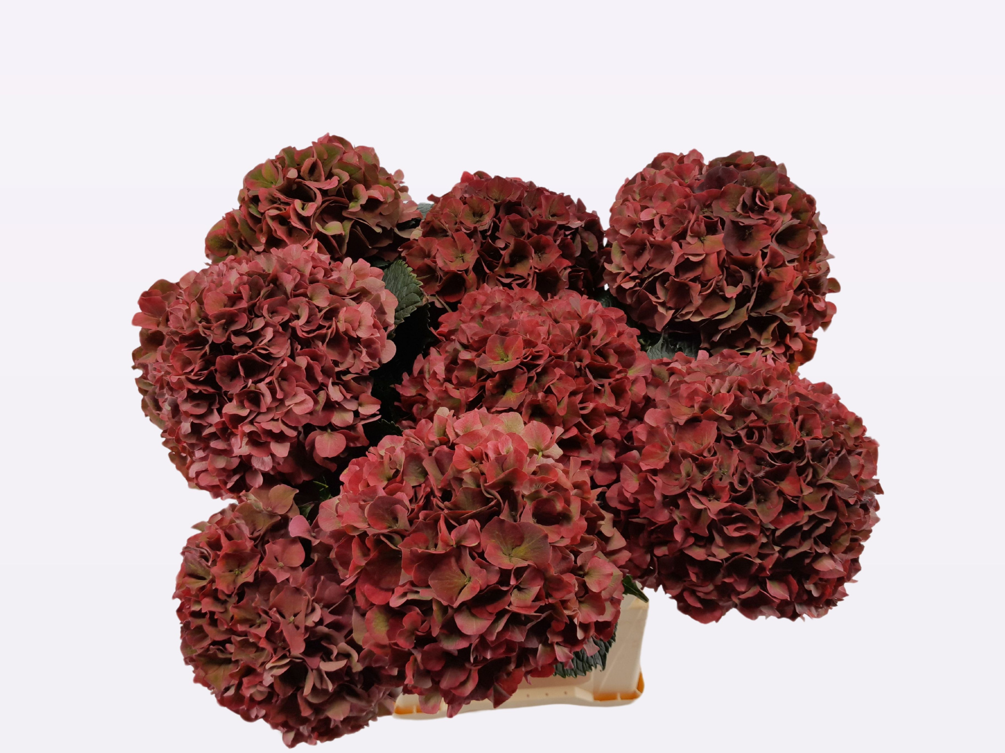 Гортензия Мэджикал Пинк Руби Классик 80, шт.