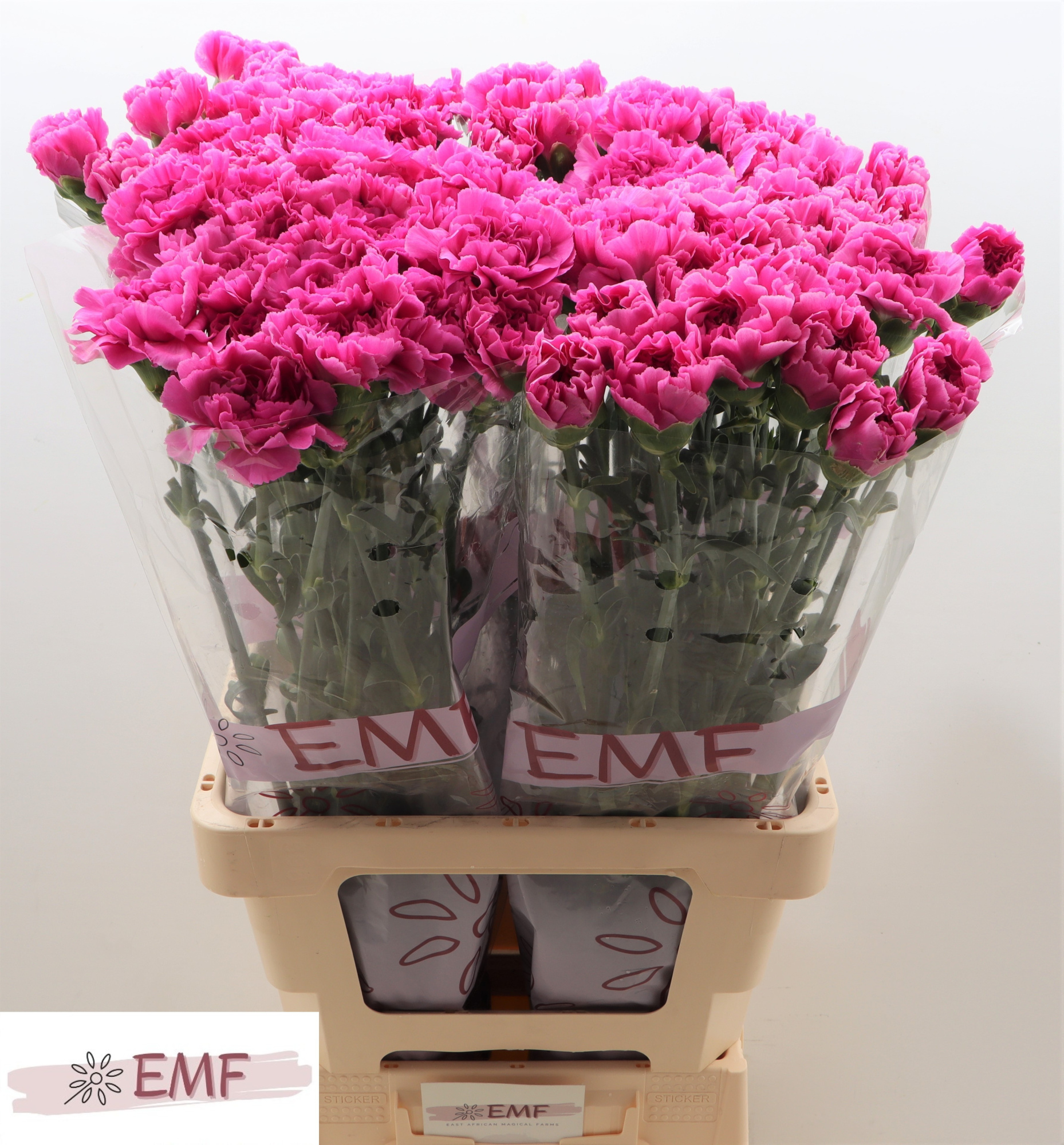 Диантус од. Фарида, шт.