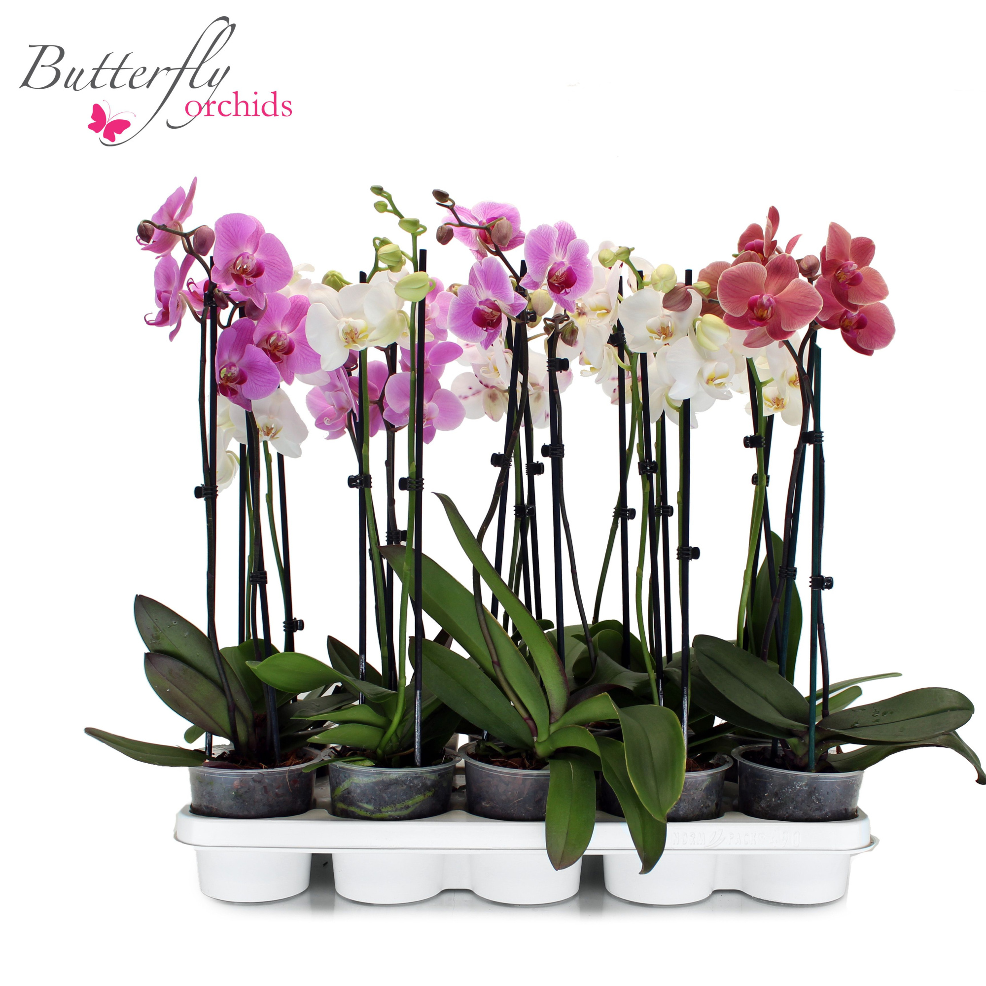 Phalaenopsis Mix 2 tak 10+ 40-55 cm, D 12 cm
