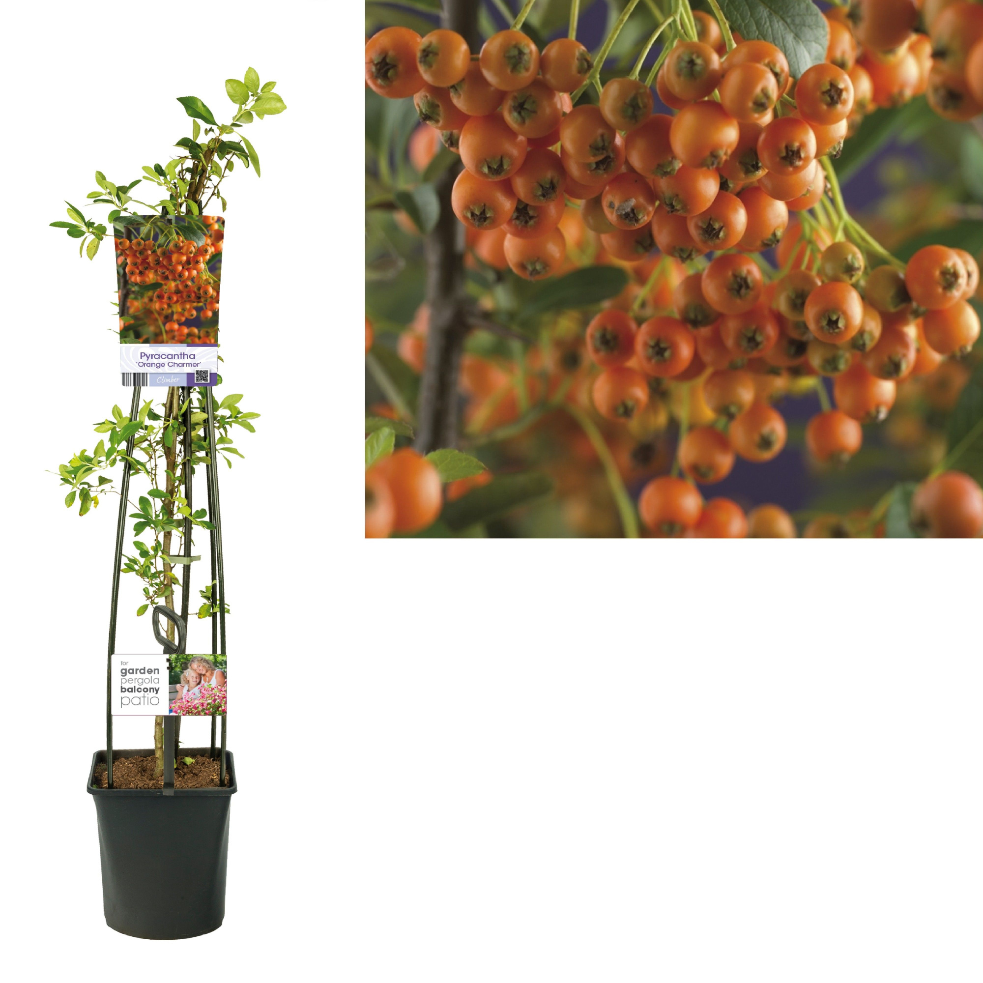 Pyracantha 'Orange Charmer' +light label, D 23 cm