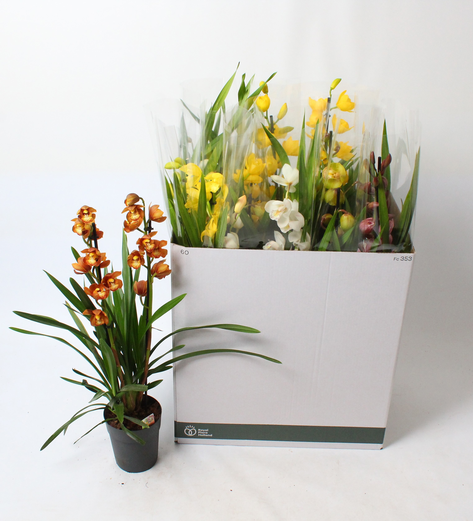 Cymbidium mix 2 tak open bloem, D 14