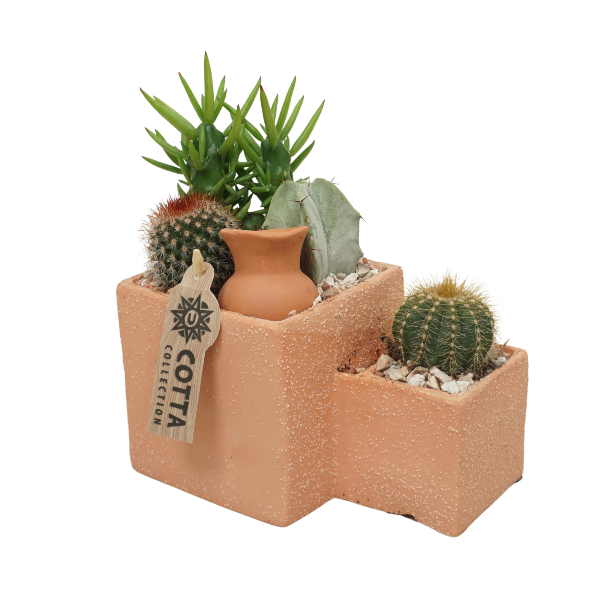 Cactus arrangement in '2 Level Terracotta Rechthoek', D 18