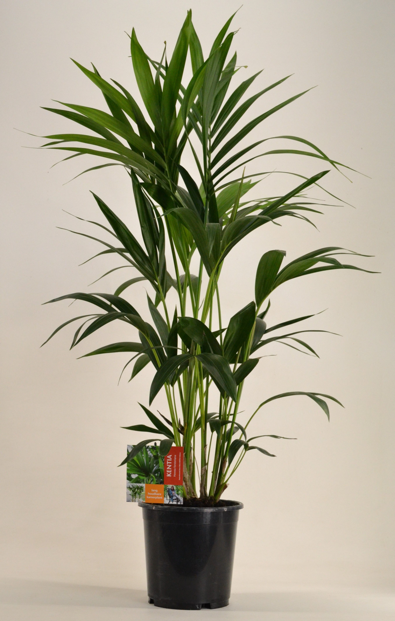 KENTIA - P21 H110 - 6PP (Howea forsteriana), D 21 cm
