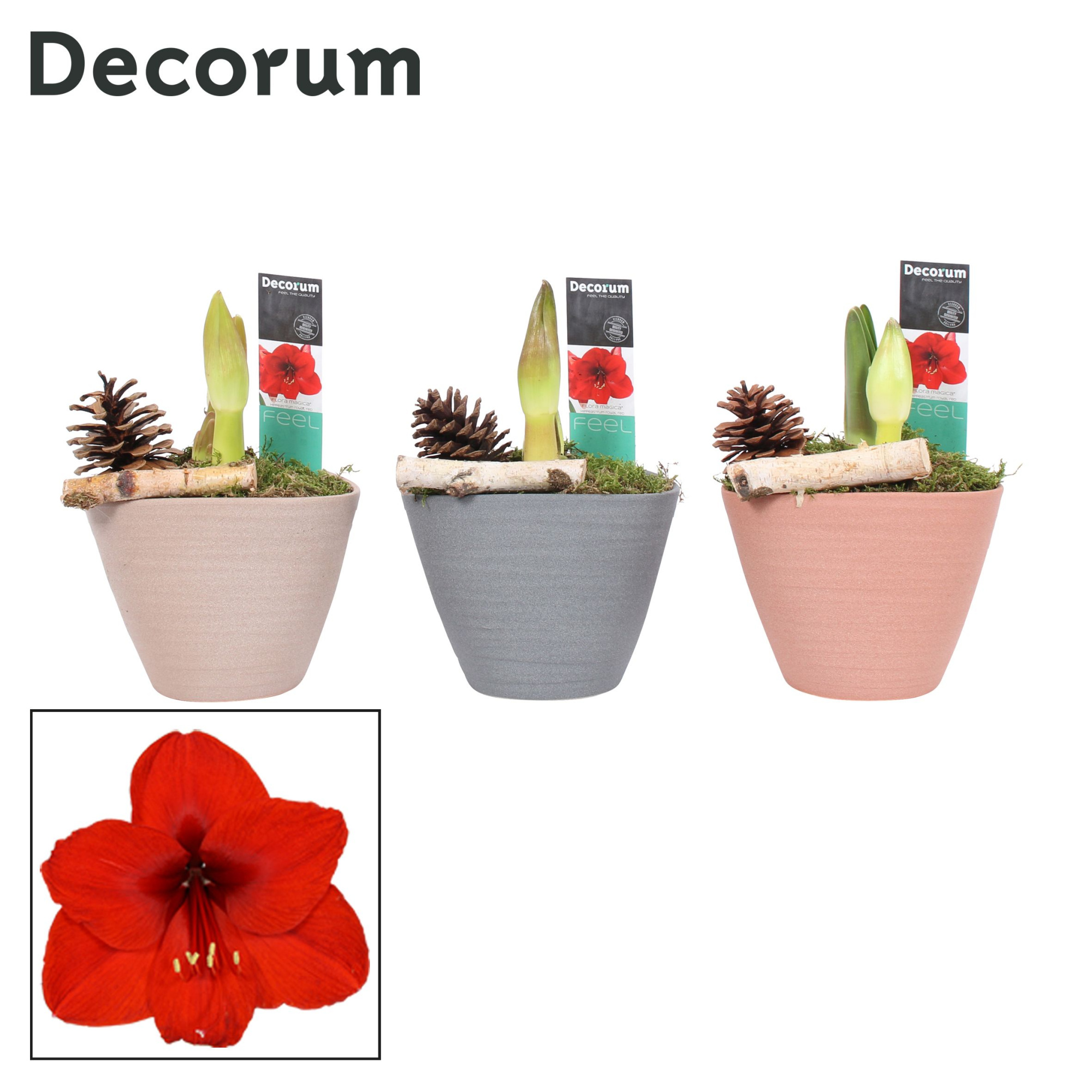 Amaryllis Rood 2 Knop Kaja HERFST (Decorum), D 12 cm