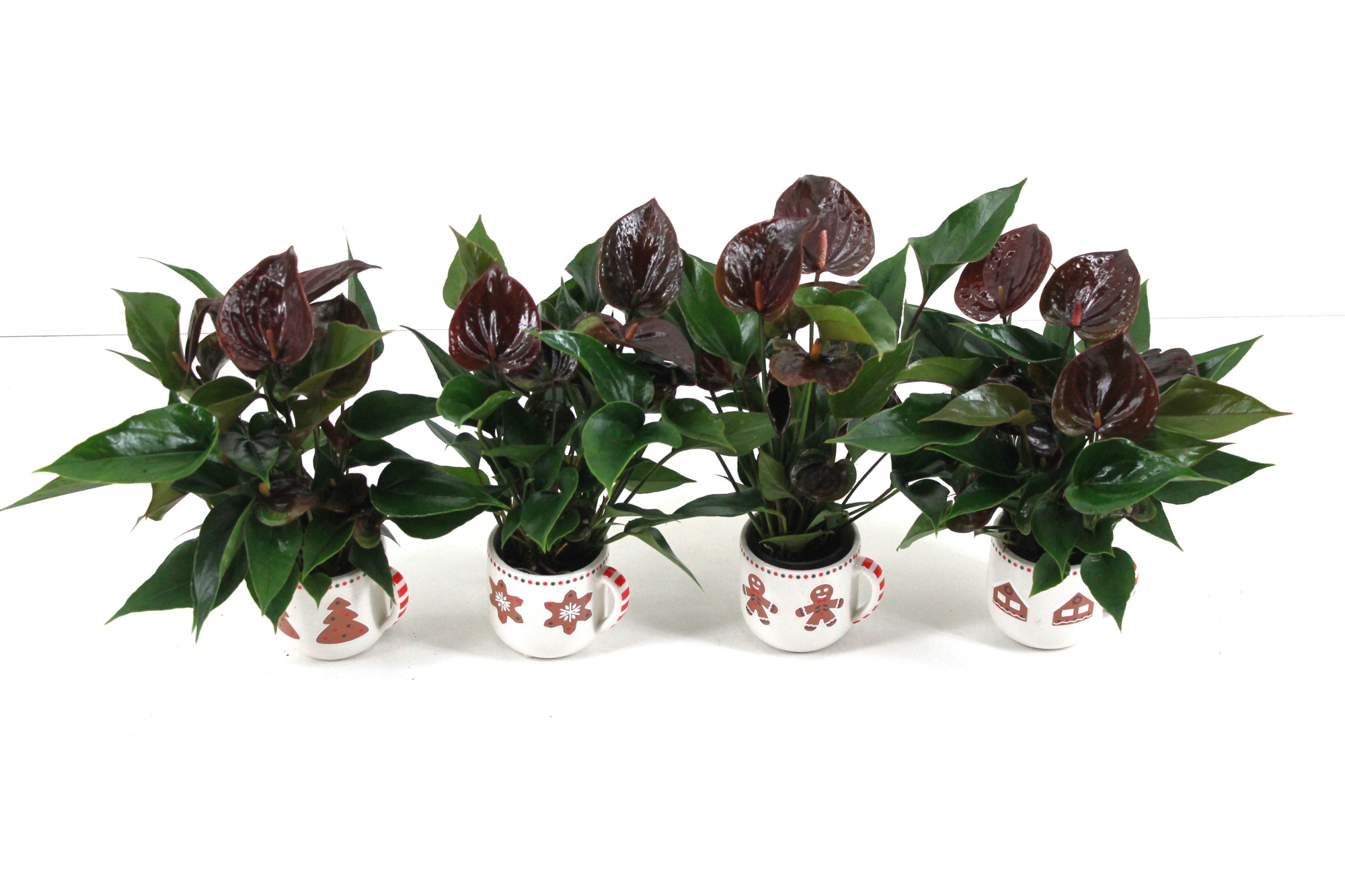Anthurium xl.106 Chelsey Chocolate 7cm met keramieken kerstmok, D 7 cm