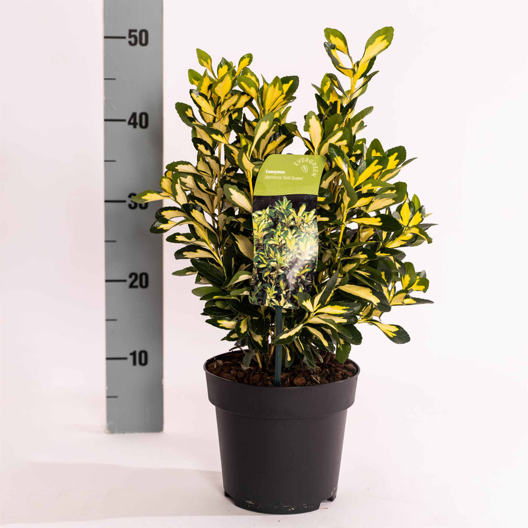 Euonymus jap. 'Gold Queen', D 17