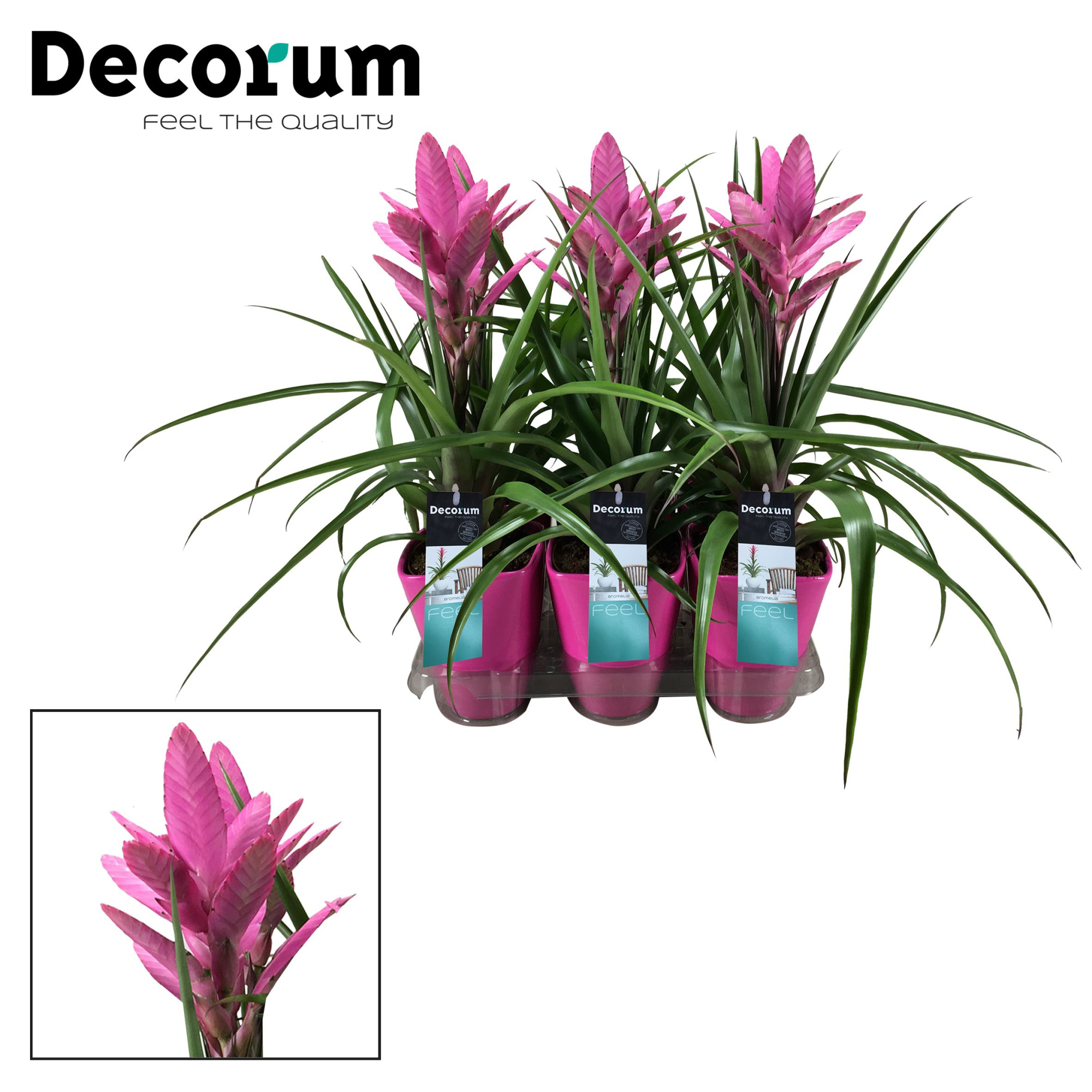 Tillandsia Amira Luxe Keramiek (Decorum), D 14