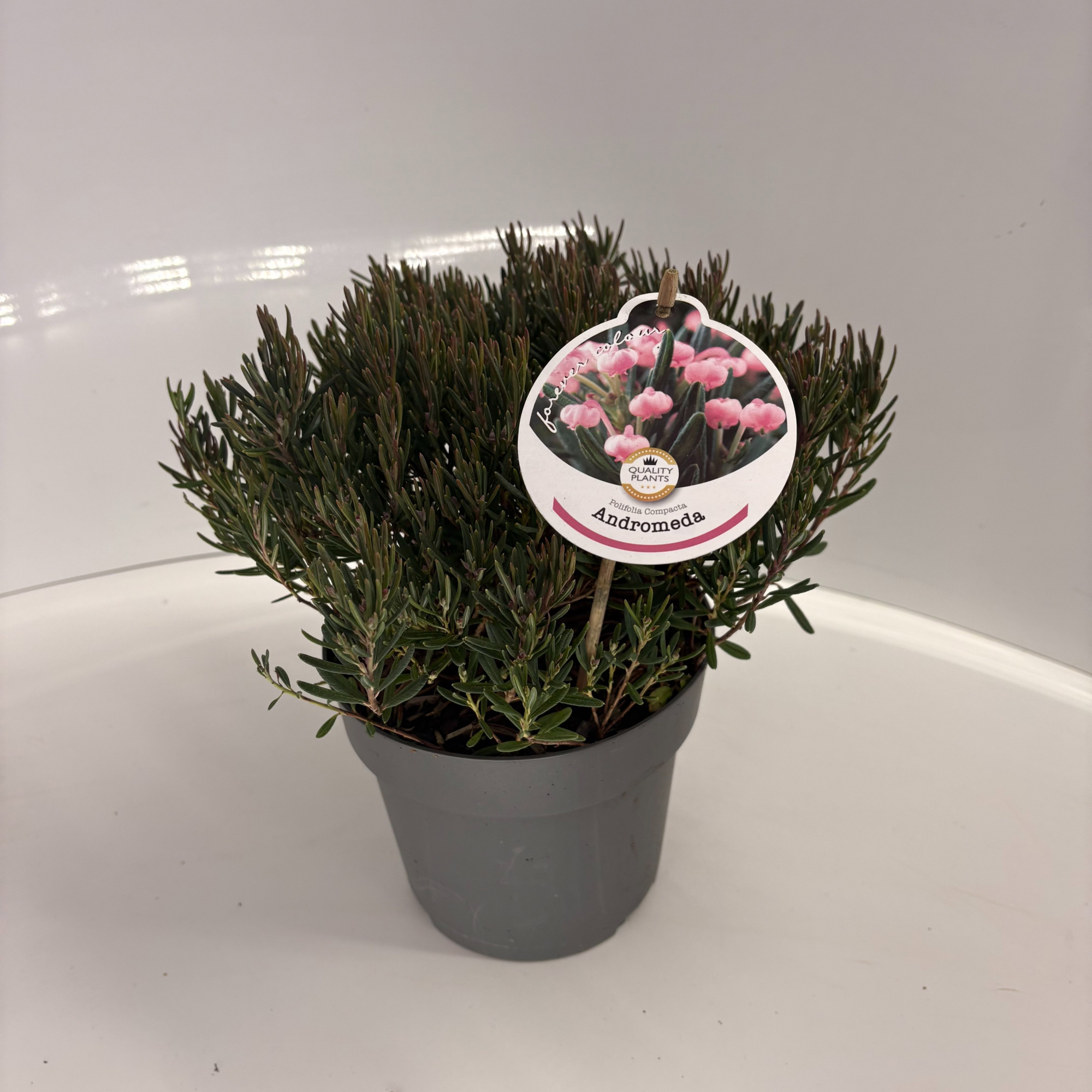 Andromeda polifolia 'Compacta', D 17