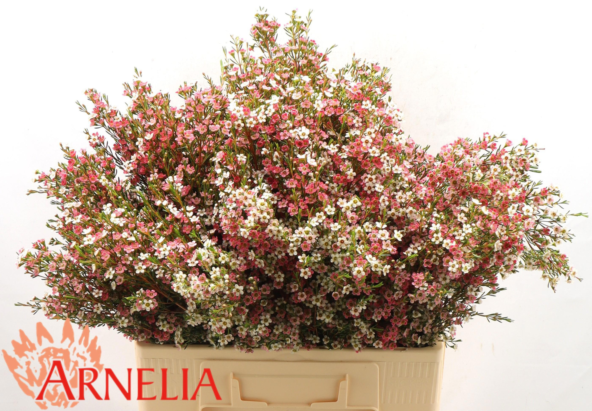 Шамелациум Май Свит Сикстин 60, шт.