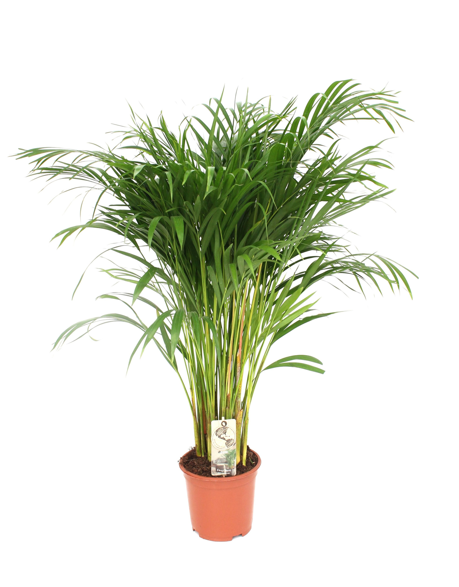 Areca P21 L90-100, D 21
