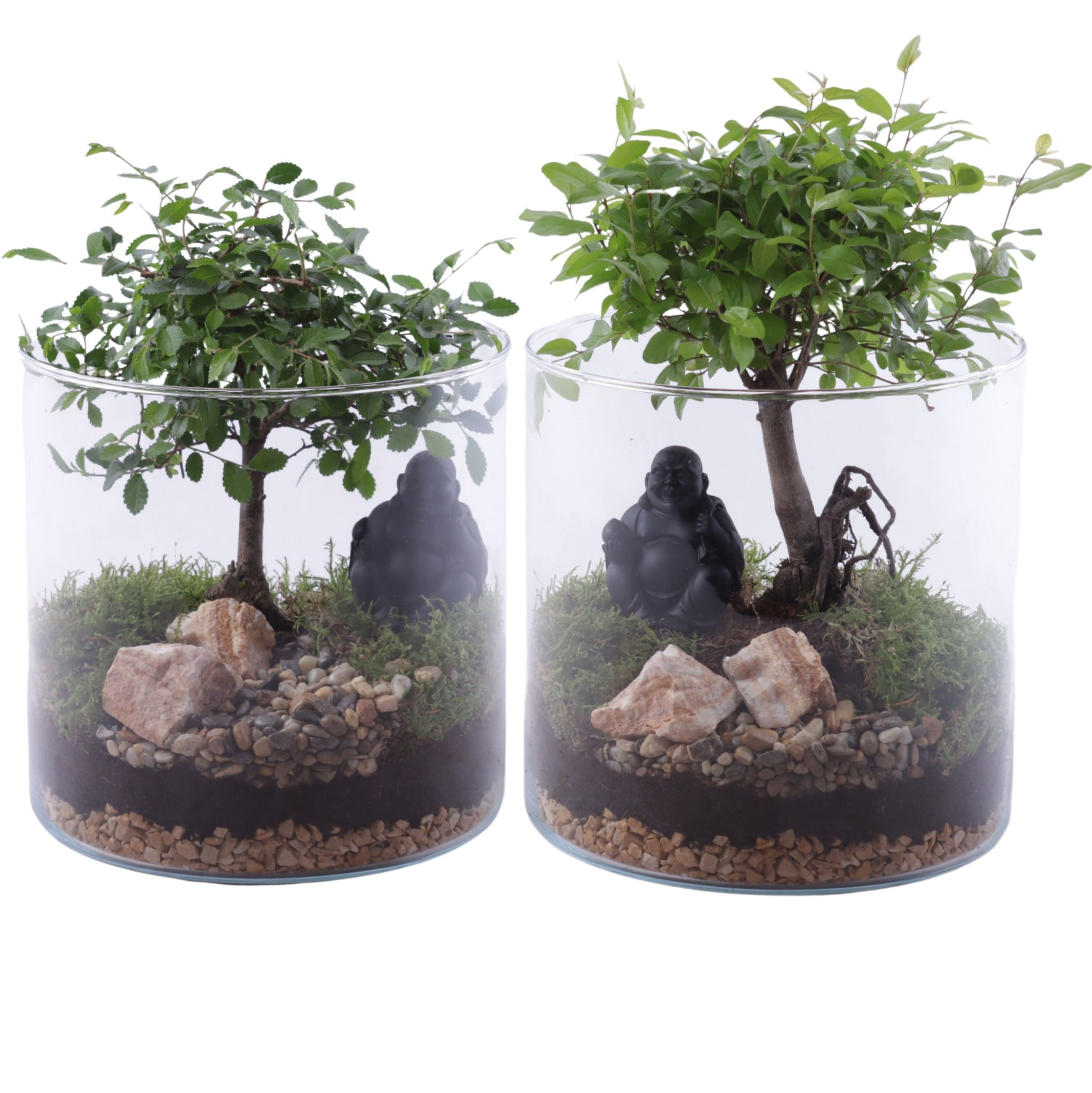 Bonsai Indoor Mix Ø12cm Ball Shape in Glass Vase Cylinder Ø19cm, D 19