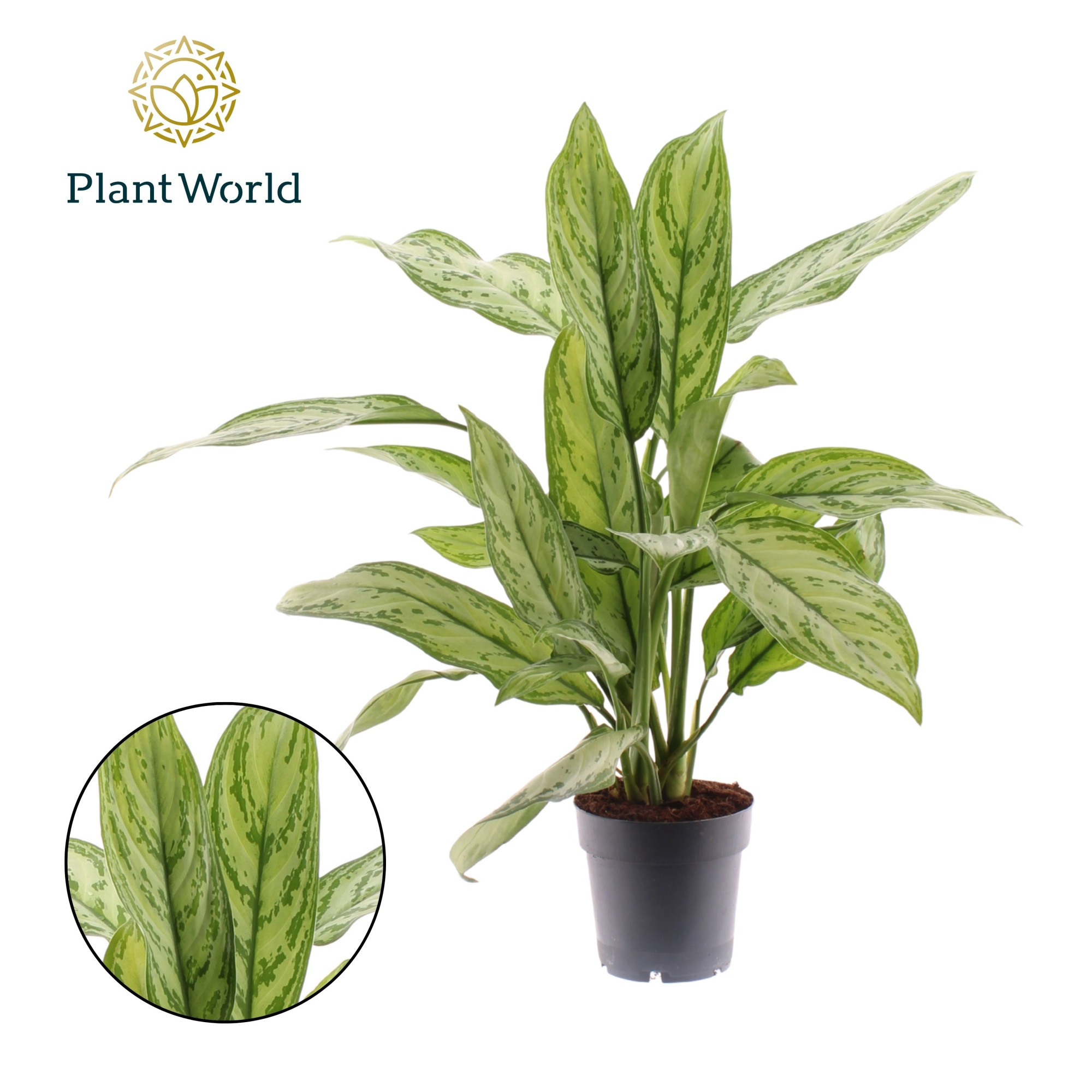 Aglaonema Silver Queen, D 14 cm