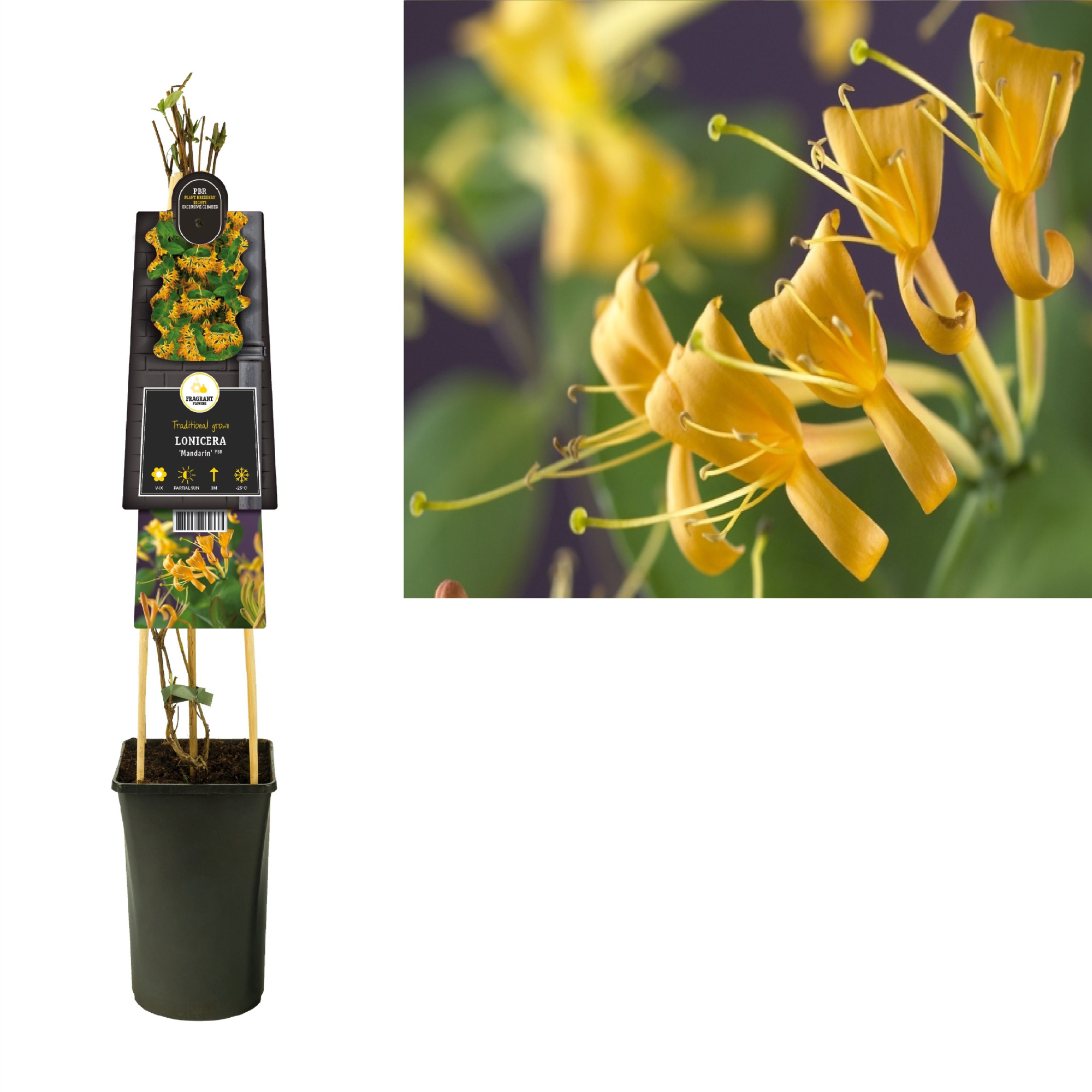 Lonicera 'Mandarin' PBR +3.0 label, D 17 cm