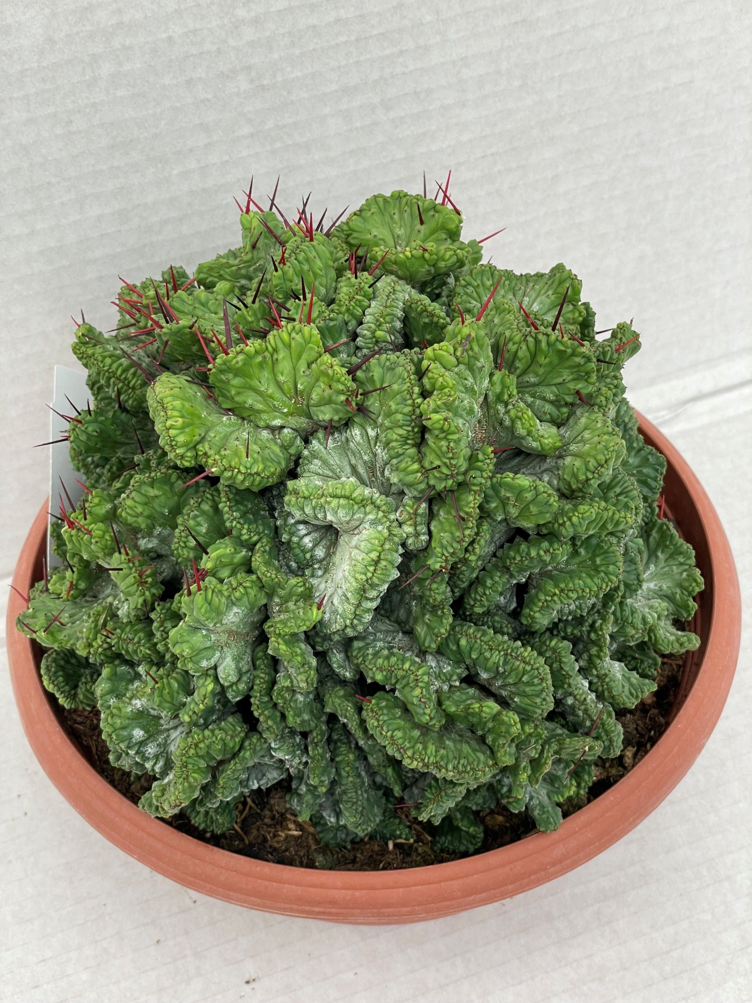 258 Enopla cristaat 23 cm, D 23 cm