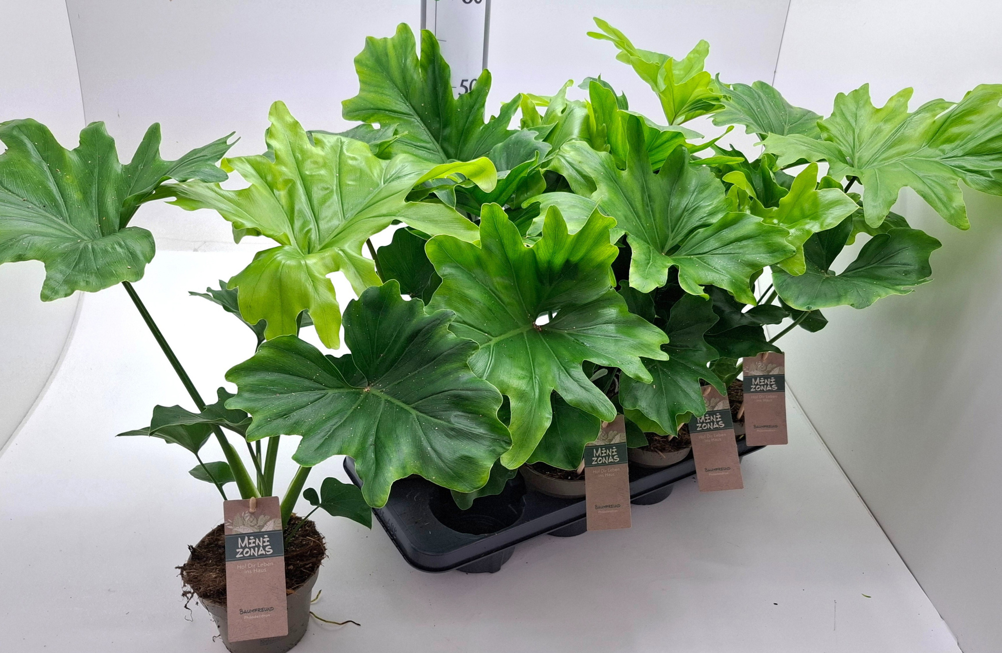 Philodendron bipinnatifidum, D 13
