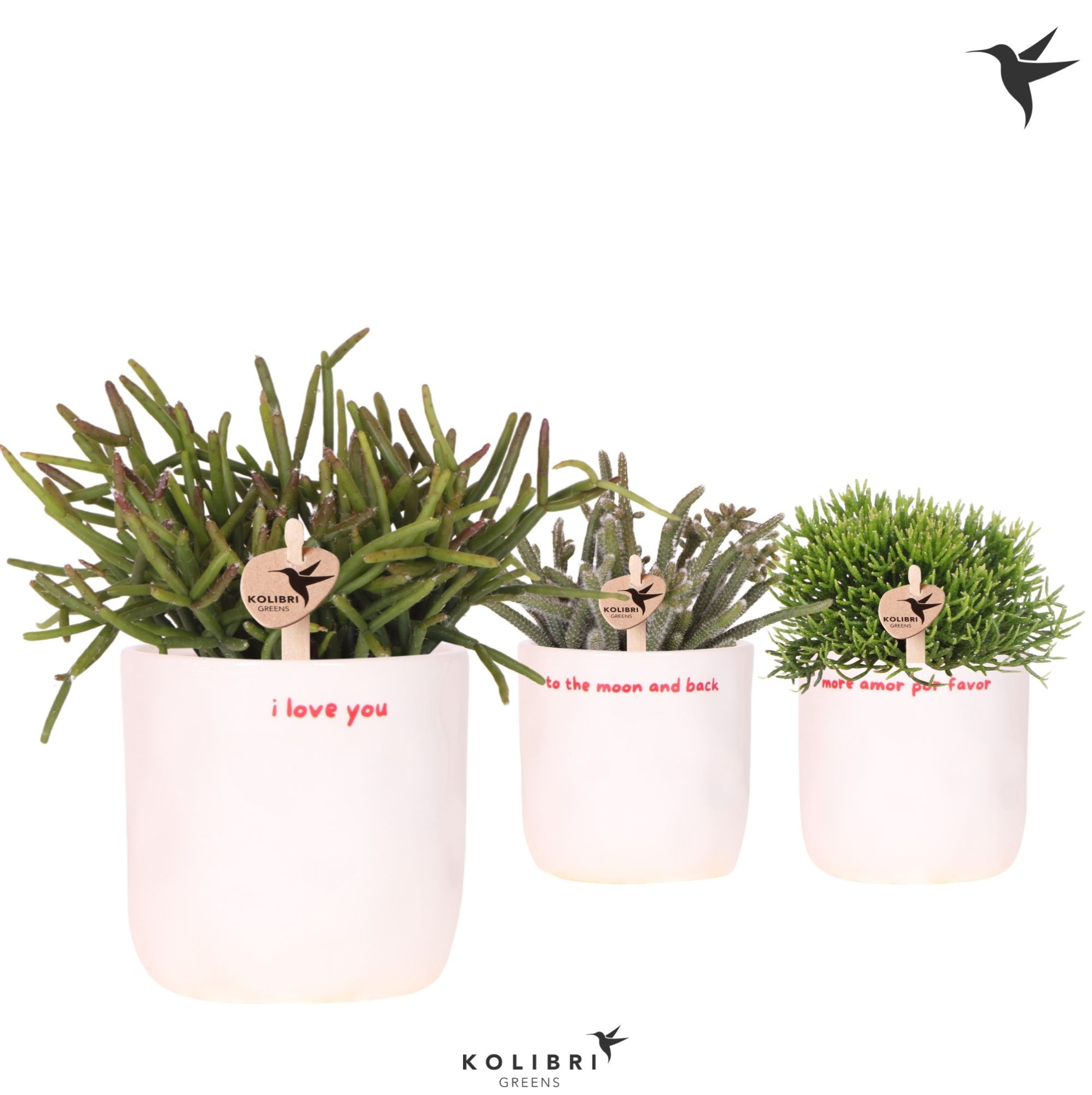 Kolibri Greens Rhipsalis mix in Love pot mix, D 9 cm
