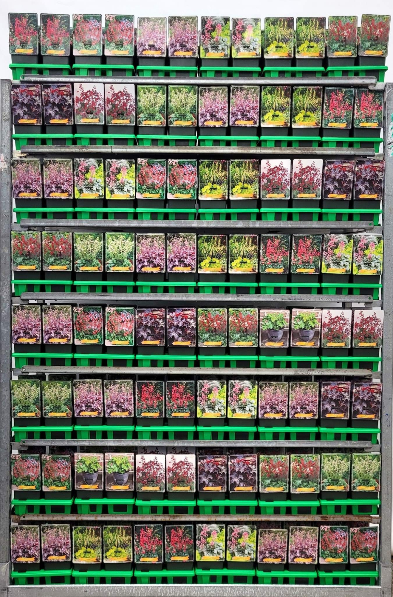 Heuchera Mix CC P11, D 11 cm