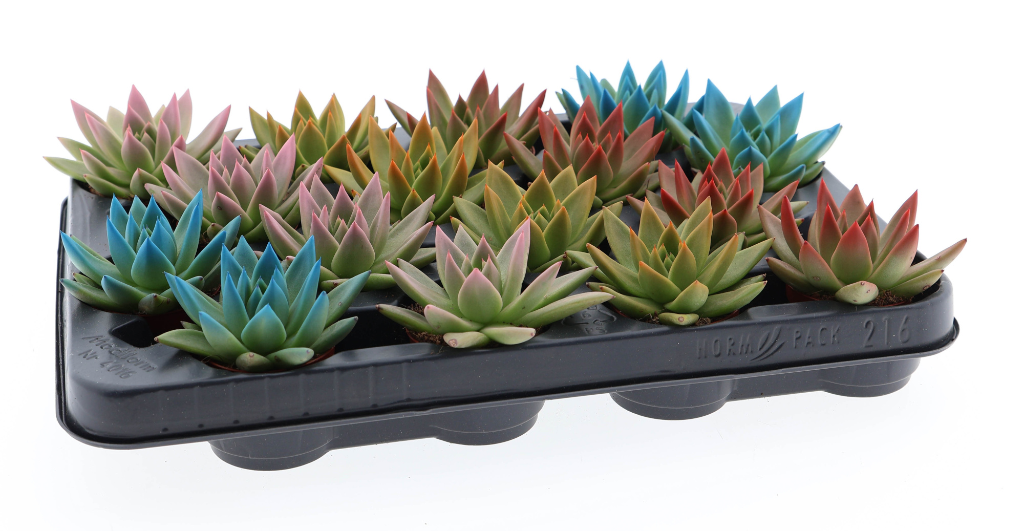 Rainbow tips mix, D 6