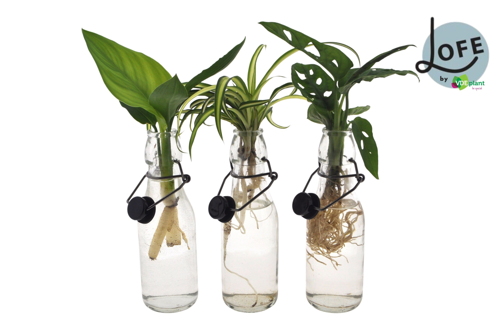 LOFE | Intenz mix in Ann glas zwarte dop - levertijd: 24 uur, D 7